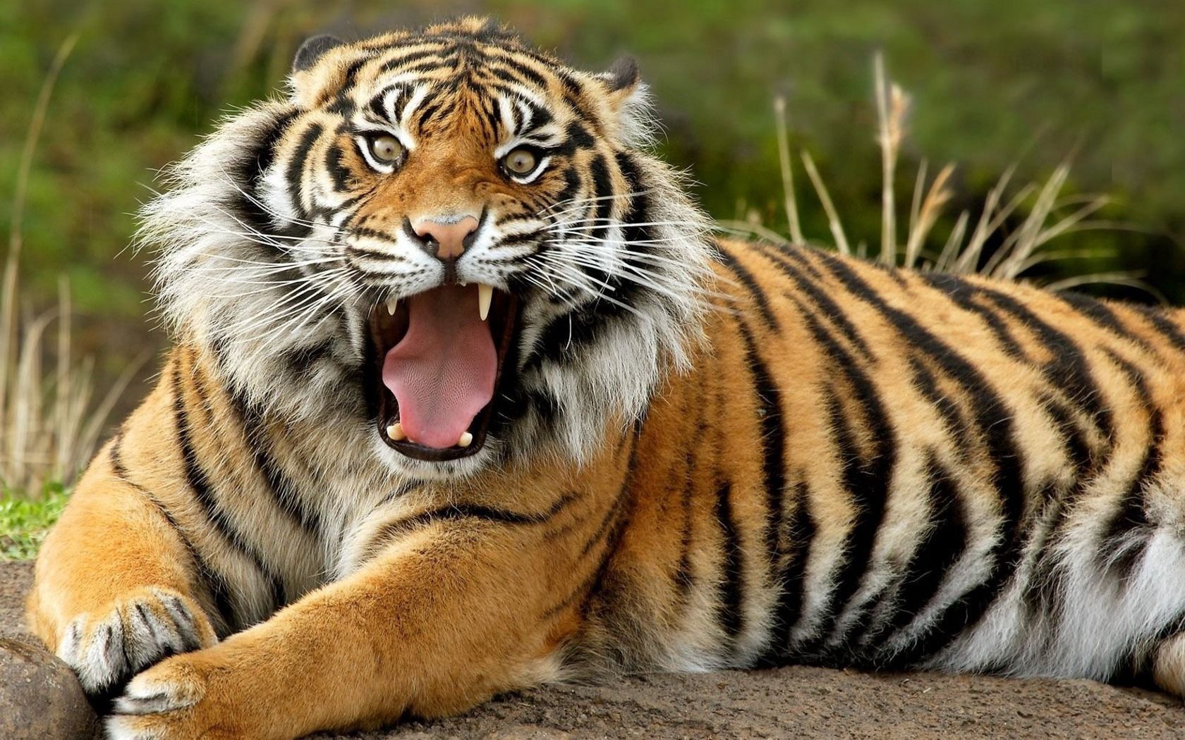 53392 скачать картинку тигр, животные, оскал, морда, злость - обои и заставки бесплатно