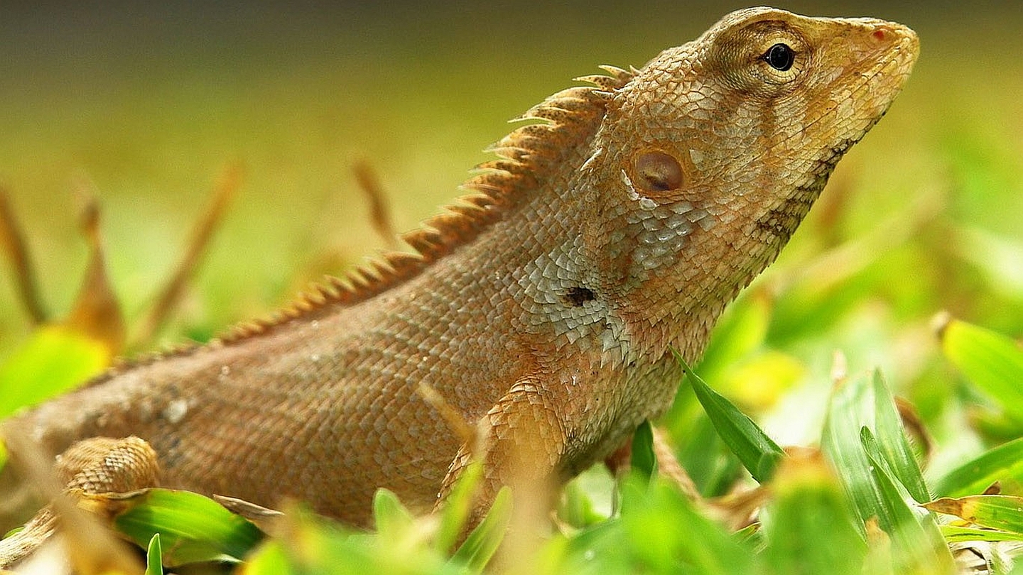 Descarga gratuita de fondo de pantalla para móvil de Lagarto, Reptiles, Animales.