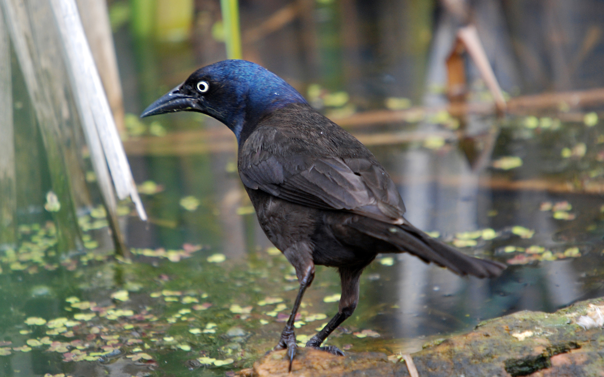 Baixar papel de parede para celular de Pássaro, Aves, Animais gratuito.