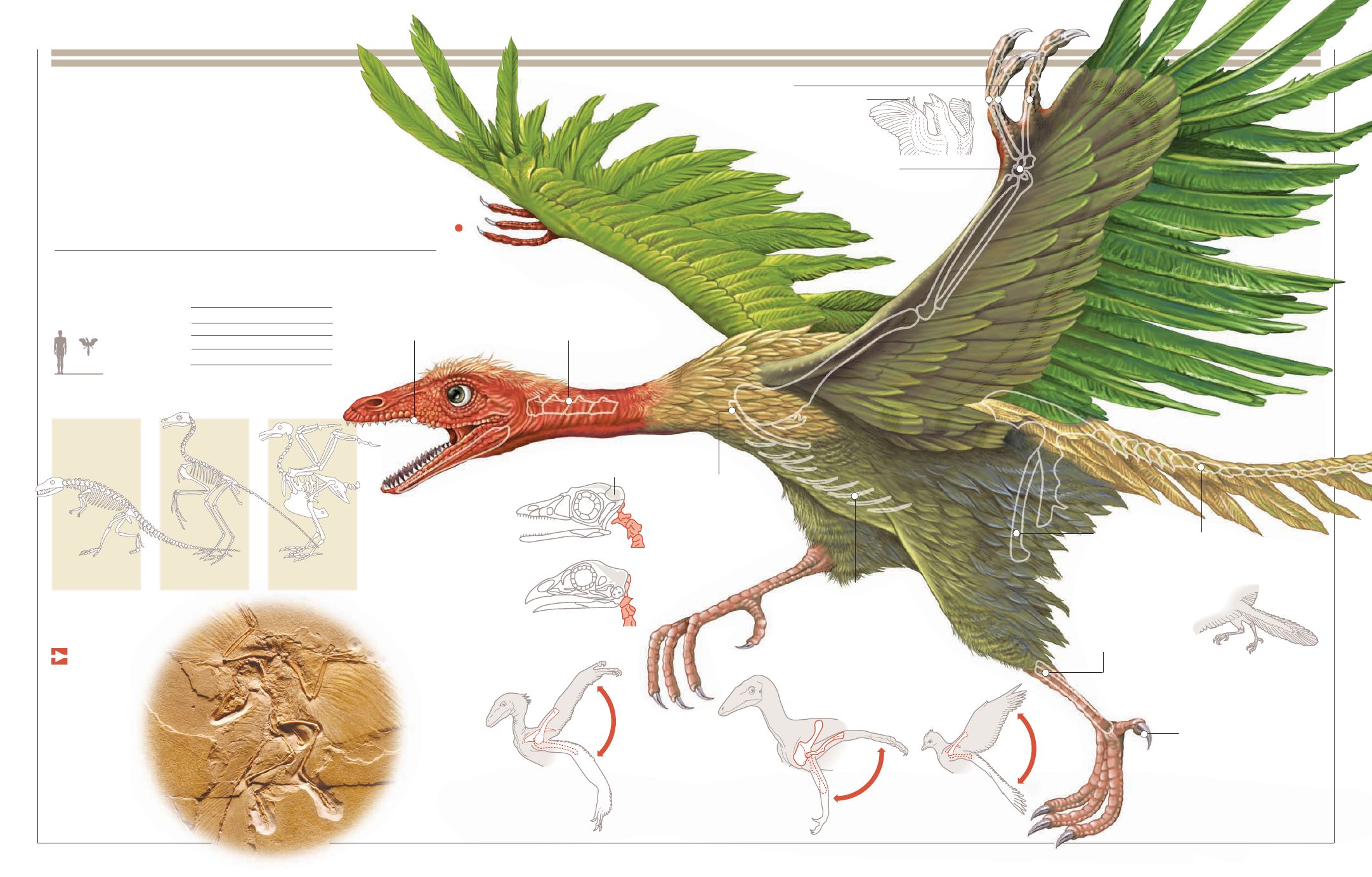 Baixar papéis de parede de desktop Archaeopteryx HD