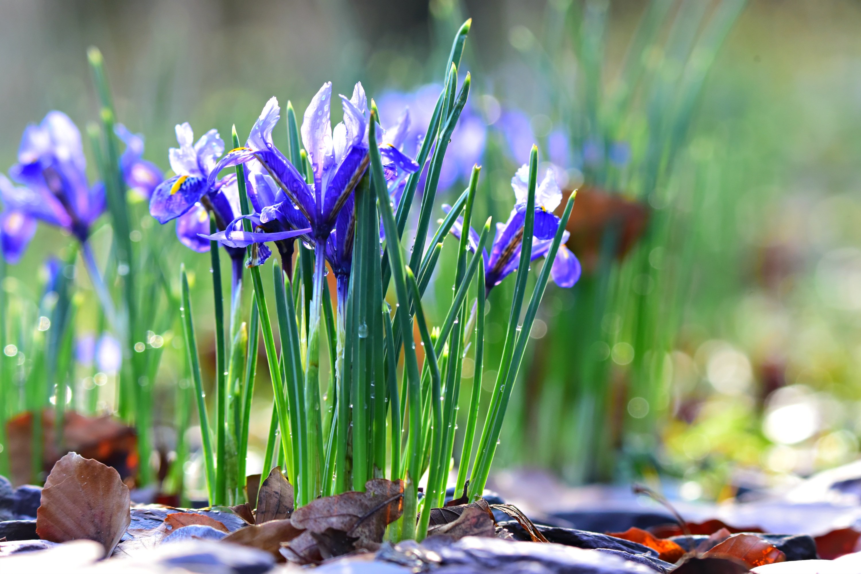 Téléchargez des papiers peints mobile Fleurs, Iris, Fleur, Printemps, Terre/nature gratuitement.
