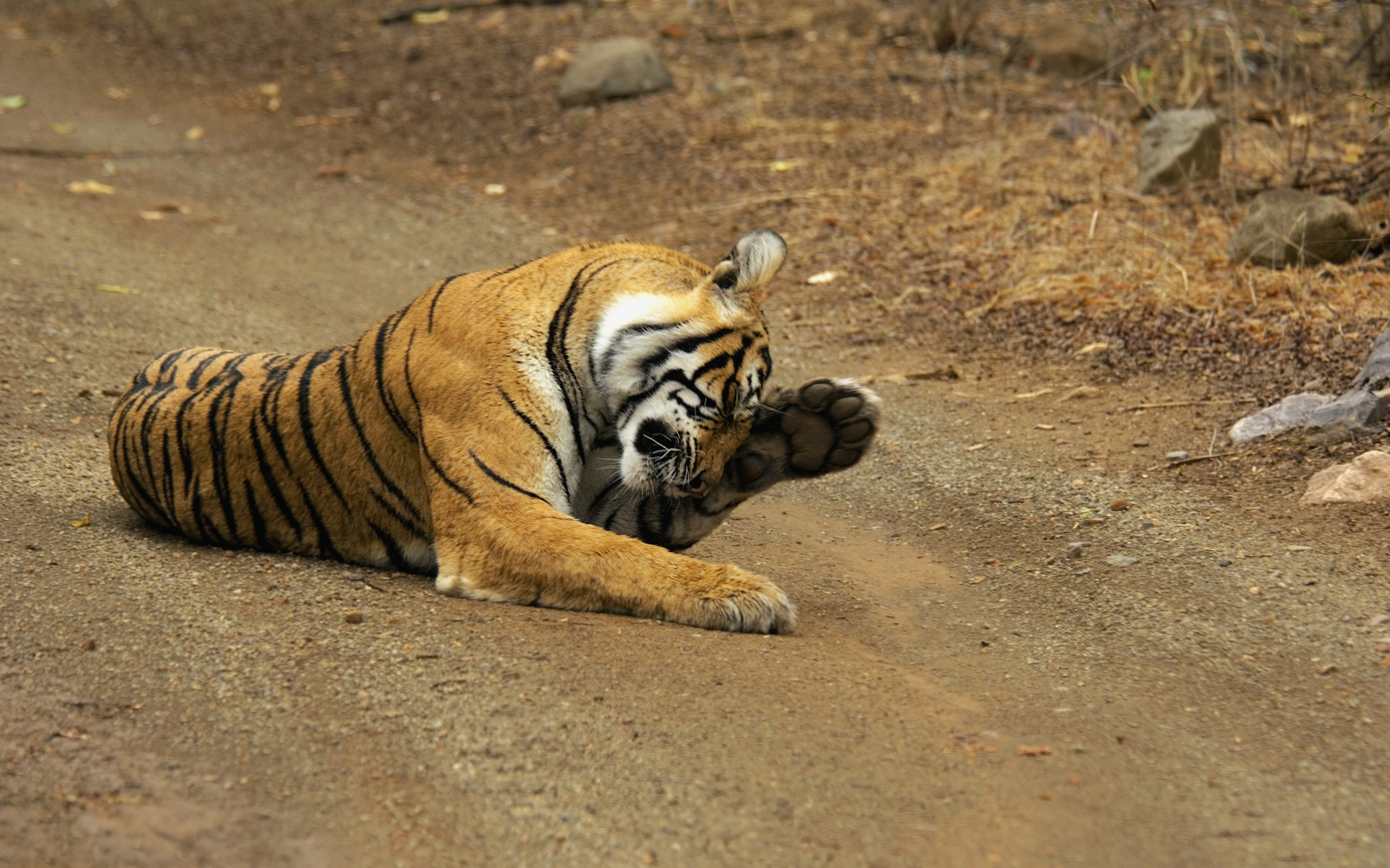 Descarga gratuita de fondo de pantalla para móvil de Animales, Gatos, Tigre.