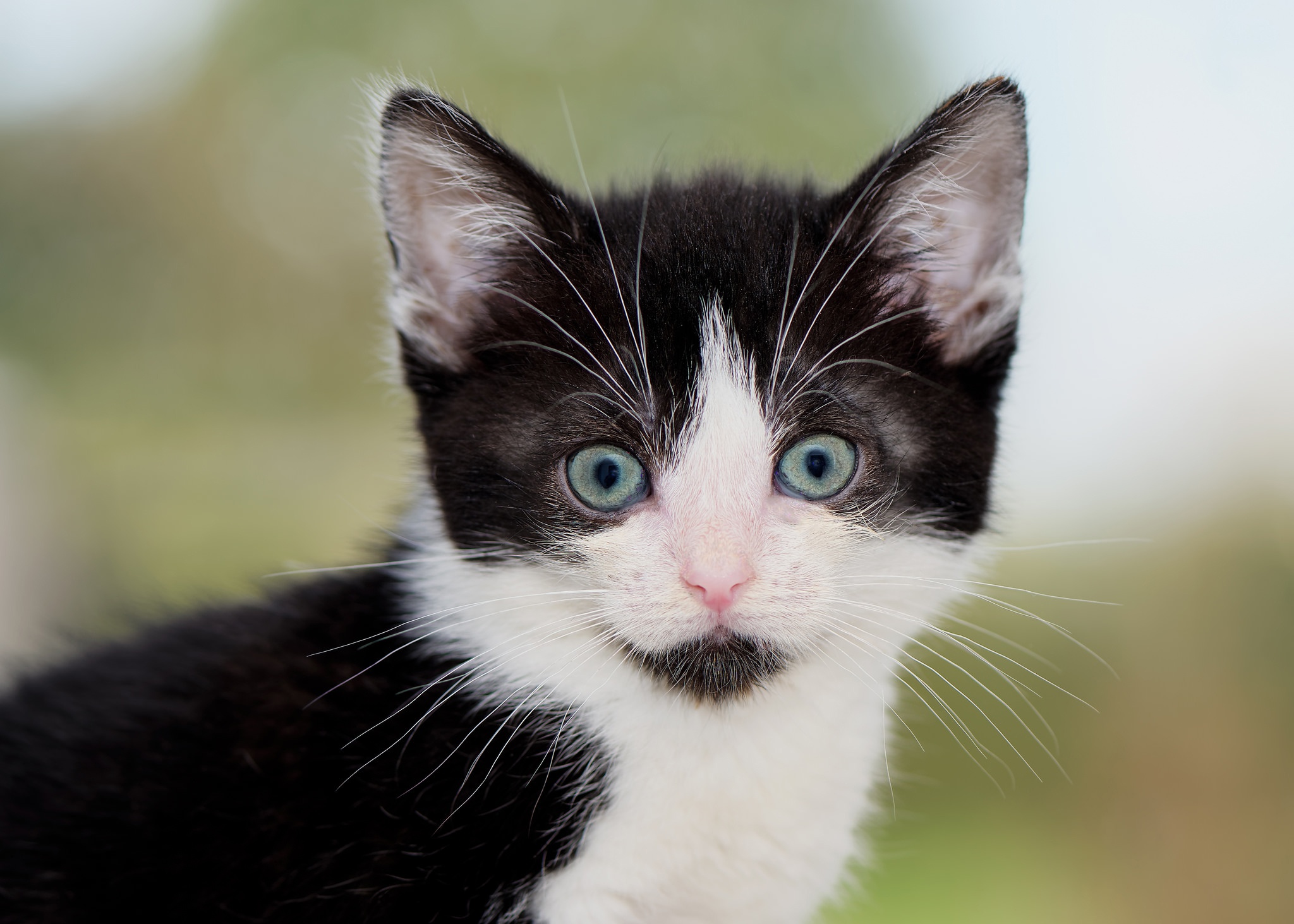 Laden Sie das Tiere, Katzen, Katze, Kätzchen, Schnauze-Bild kostenlos auf Ihren PC-Desktop herunter