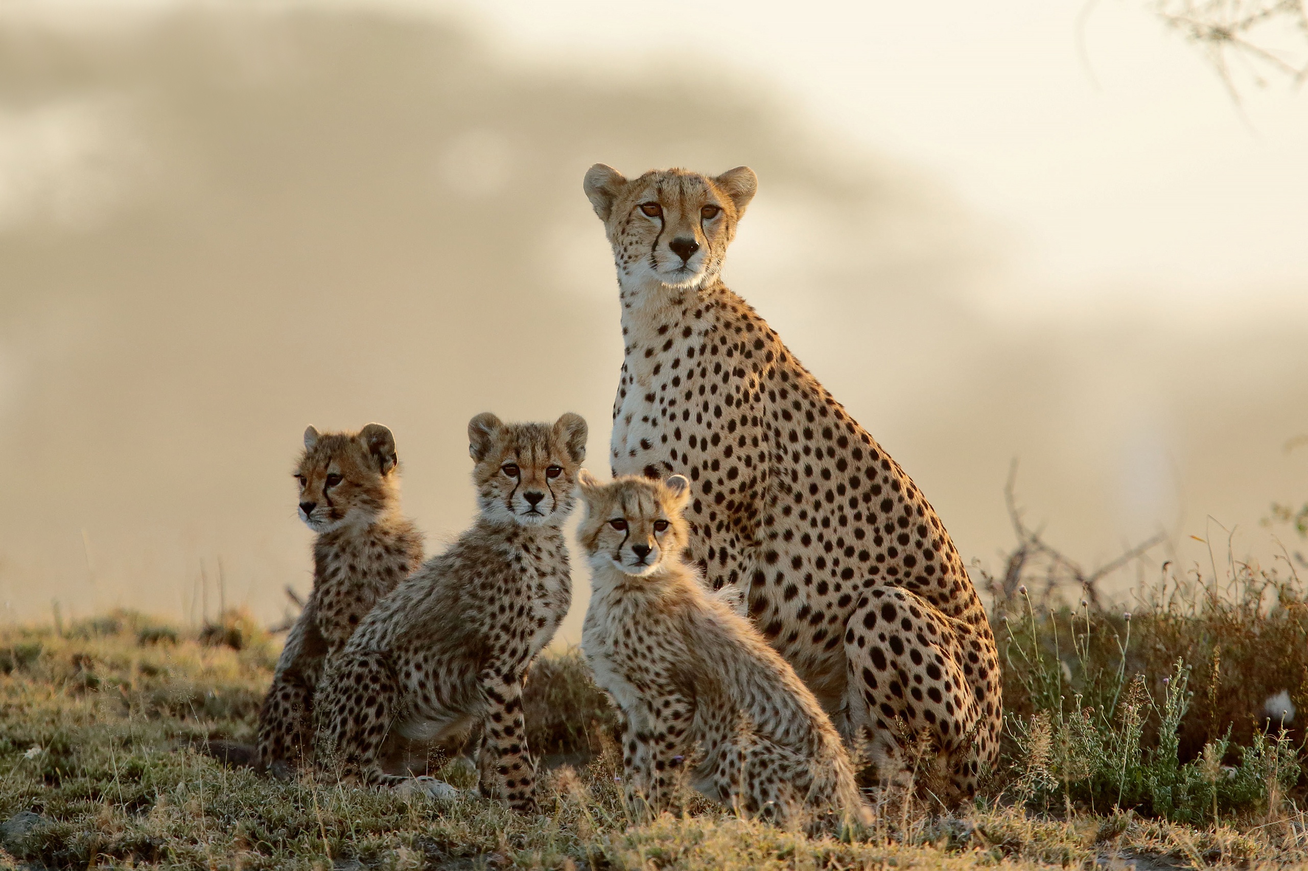 Free download wallpaper Cats, Cheetah, Animal, Baby Animal, Cub on your PC desktop