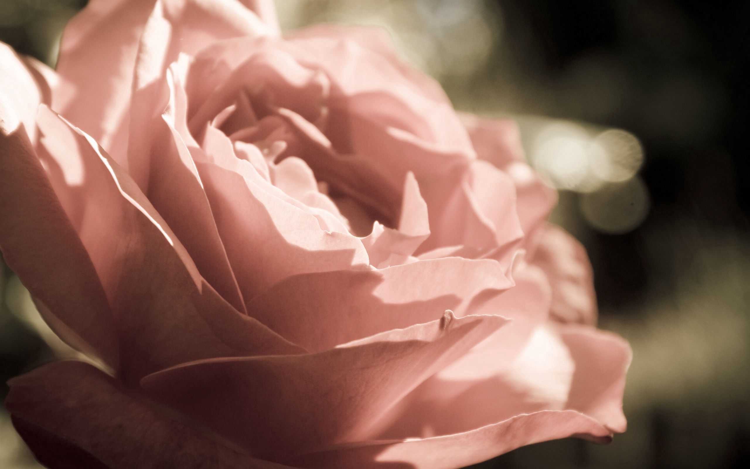 Téléchargez des papiers peints mobile Macro, Pétales, Fleur, Une Rose, Rose, Contexte gratuitement.
