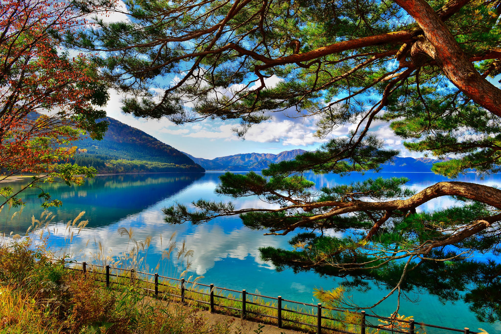 Скачать картинку Озера, Озеро, Дерево, Ветка, Земля/природа в телефон бесплатно.