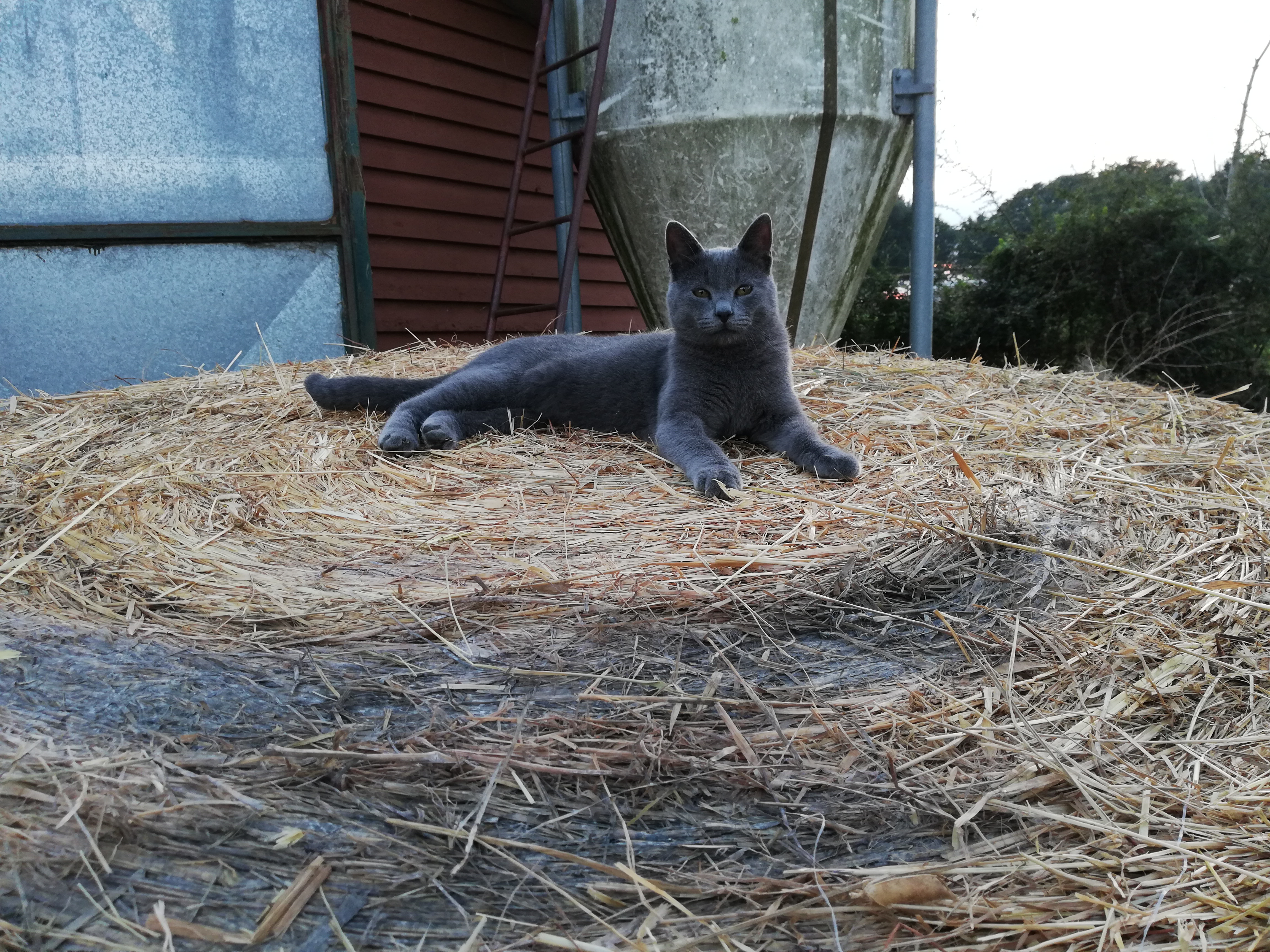 Baixe gratuitamente a imagem Animais, Gatos, Gato na área de trabalho do seu PC