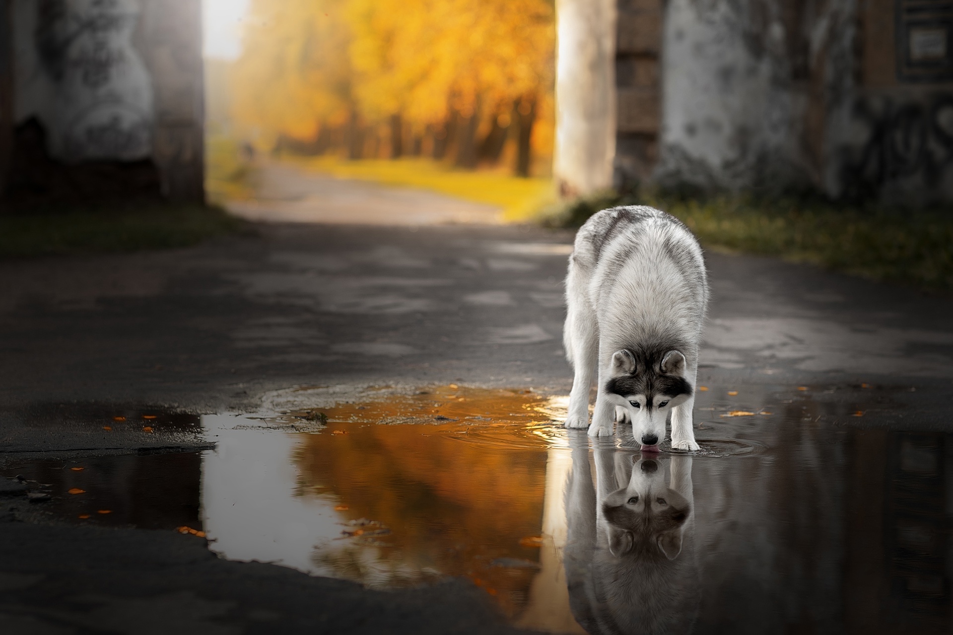 Download mobile wallpaper Dogs, Reflection, Dog, Animal, Siberian Husky for free.