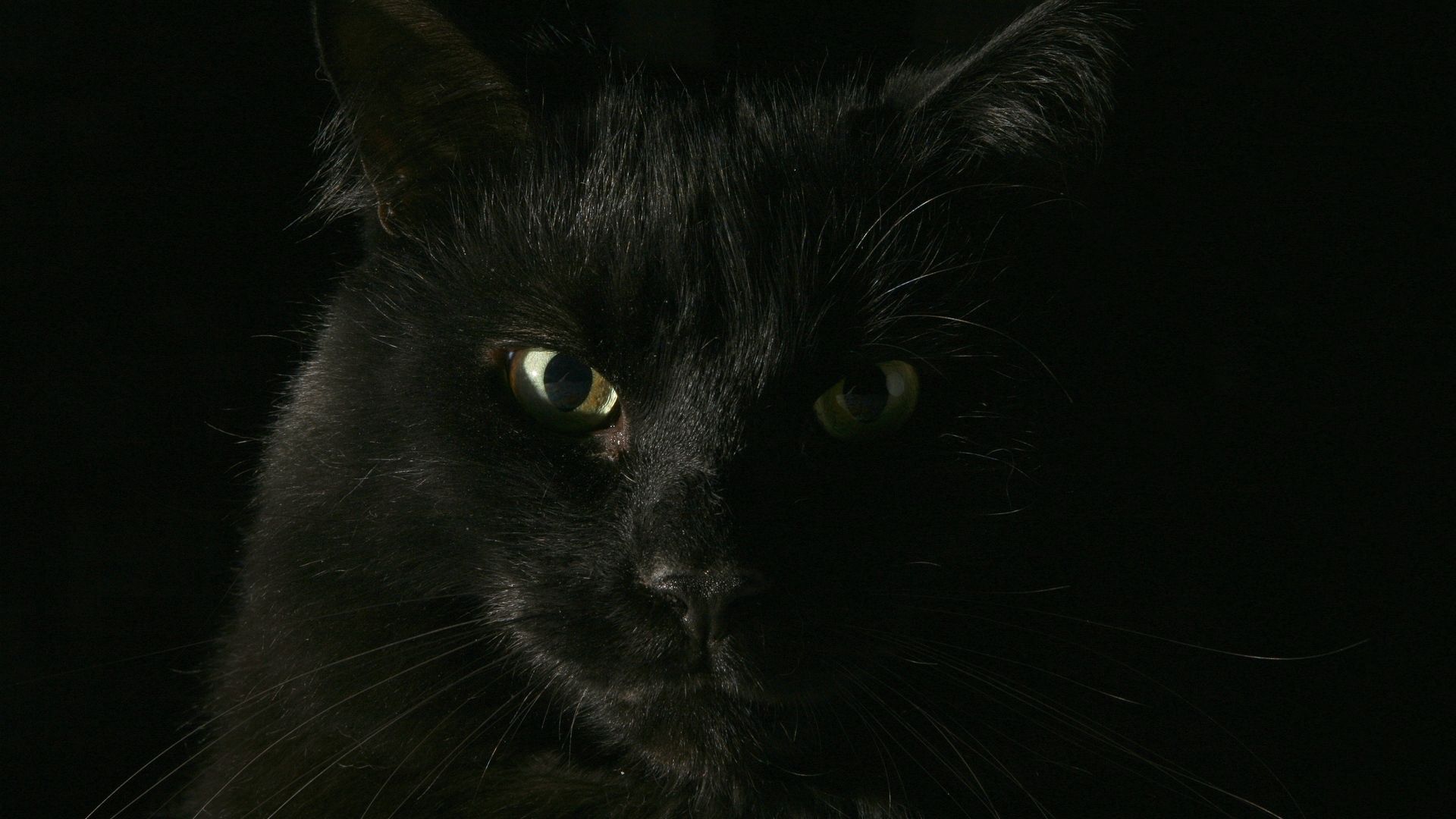69712 завантажити шпалери кішка, товстий, заява, тварини, чорний, кіт, морда, погляд - заставки і картинки безкоштовно
