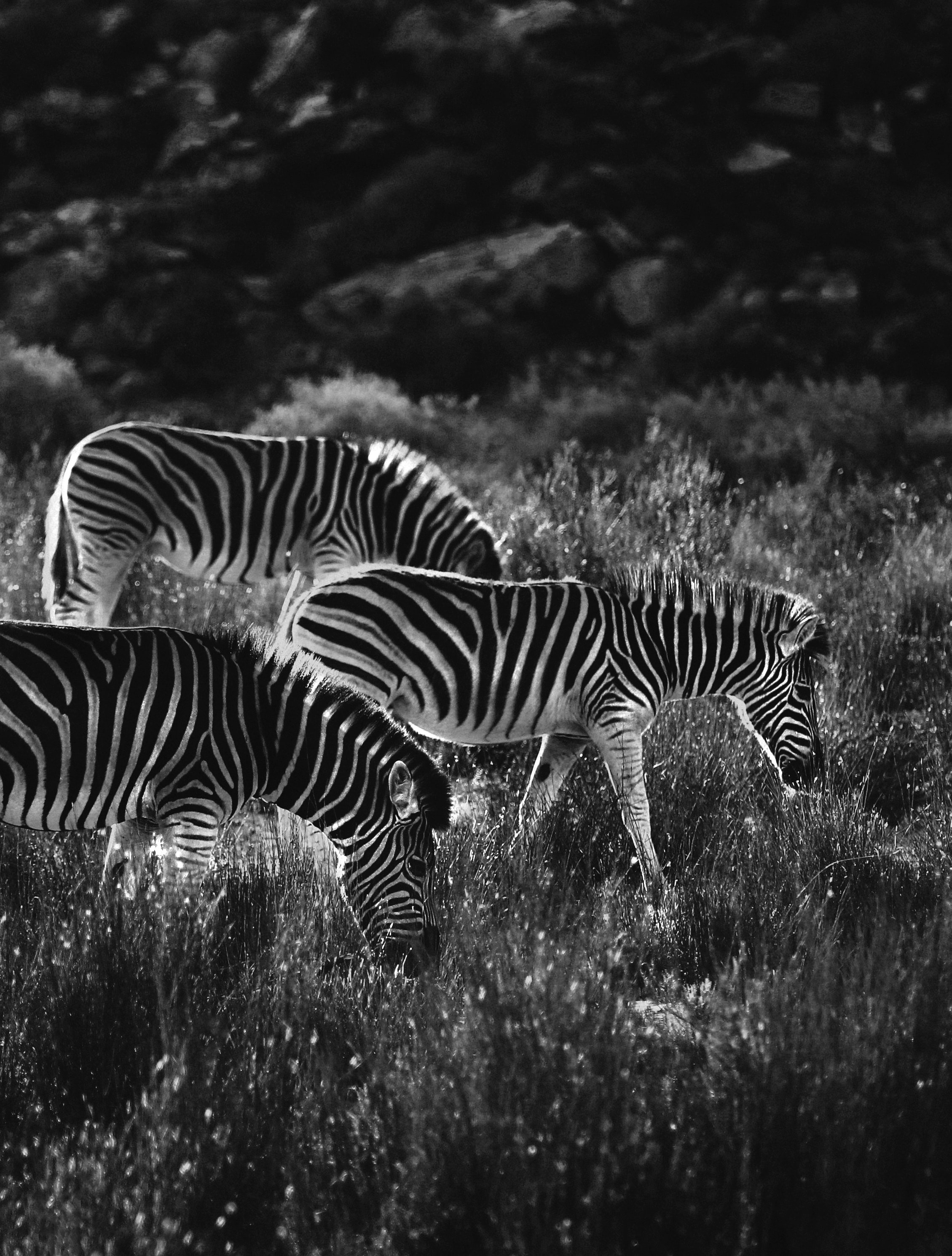 zebra, animals, bw, chb