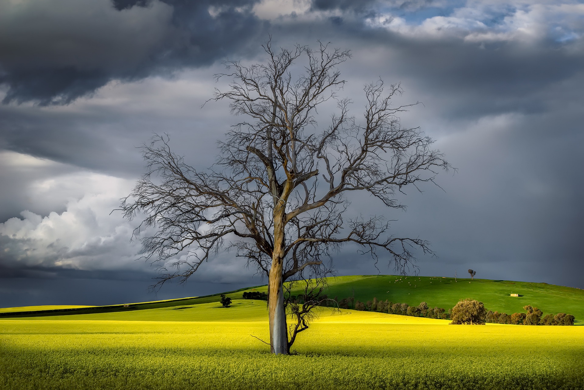 Free download wallpaper Flower, Tree, Earth, Field, Cliff, Hill, Yellow Flower, Canola, Lonely Tree on your PC desktop