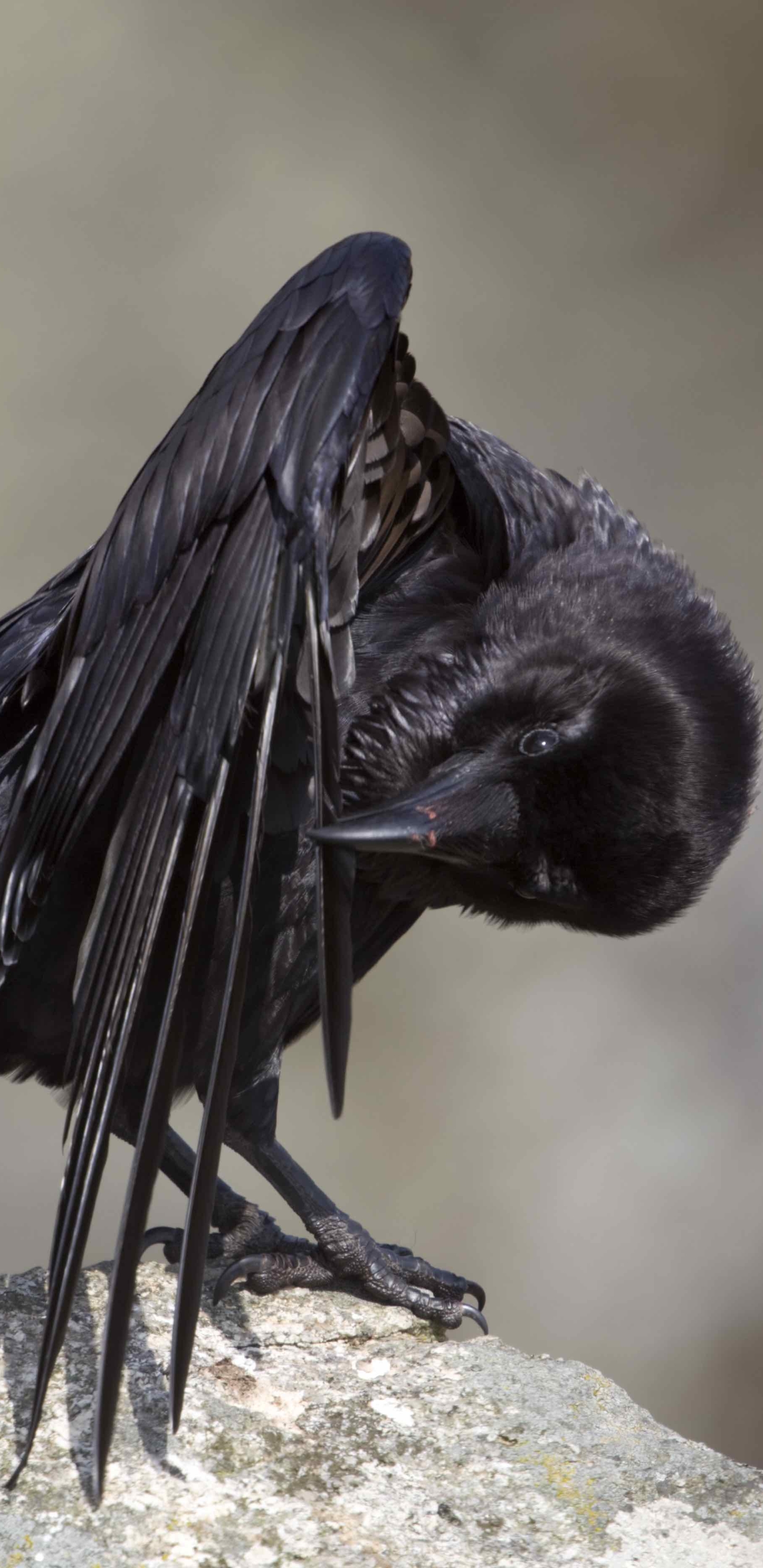 Téléchargez des papiers peints mobile Animaux, Corbeau, Des Oiseaux gratuitement.