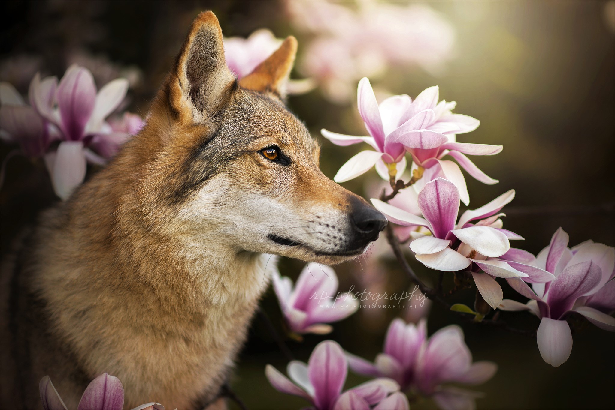 animal, wolfdog, czechoslovakian wolfdog, flower, wolf, dogs