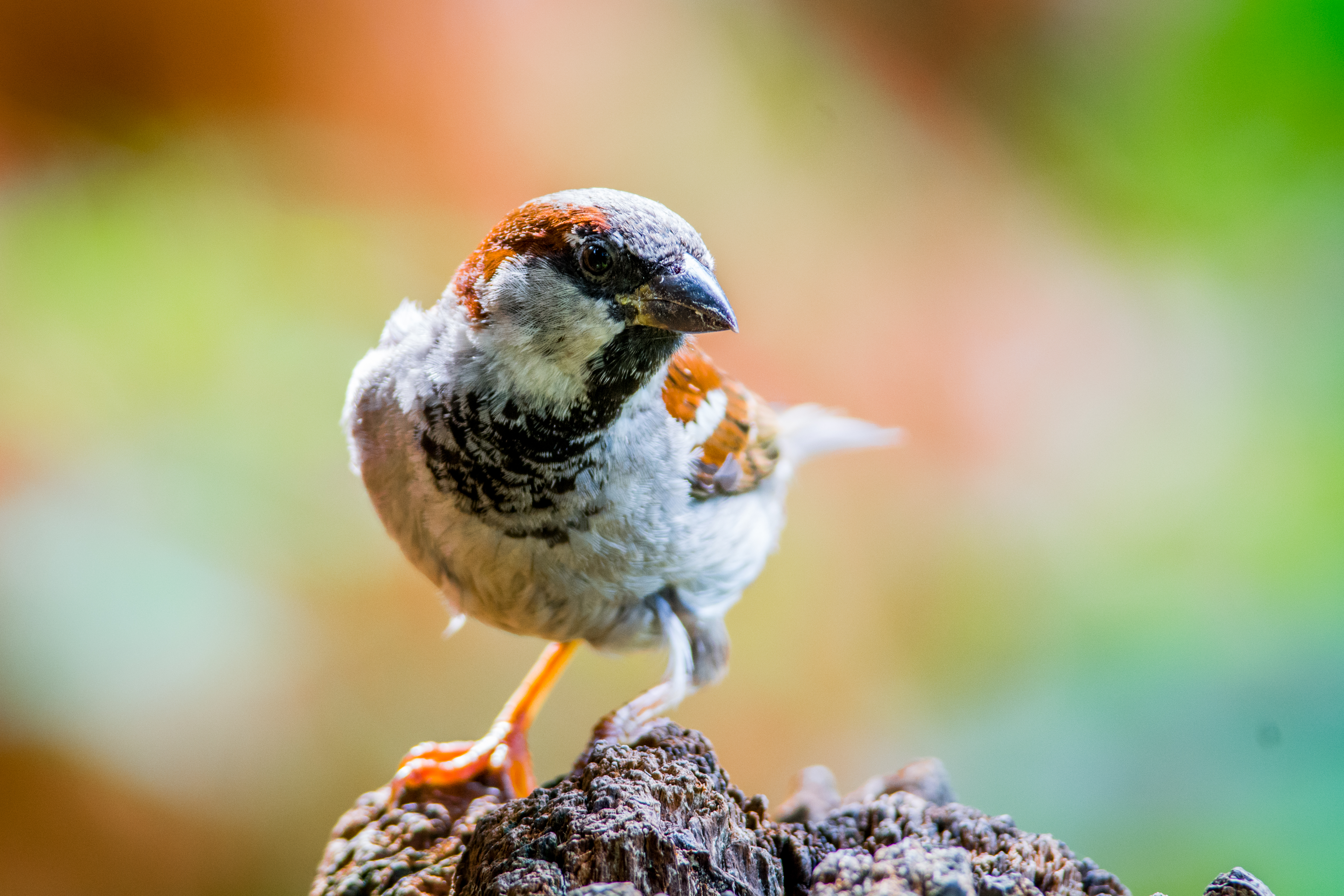 Handy-Wallpaper Tiere, Vögel, Vogel, Nahansicht, Bokeh kostenlos herunterladen.