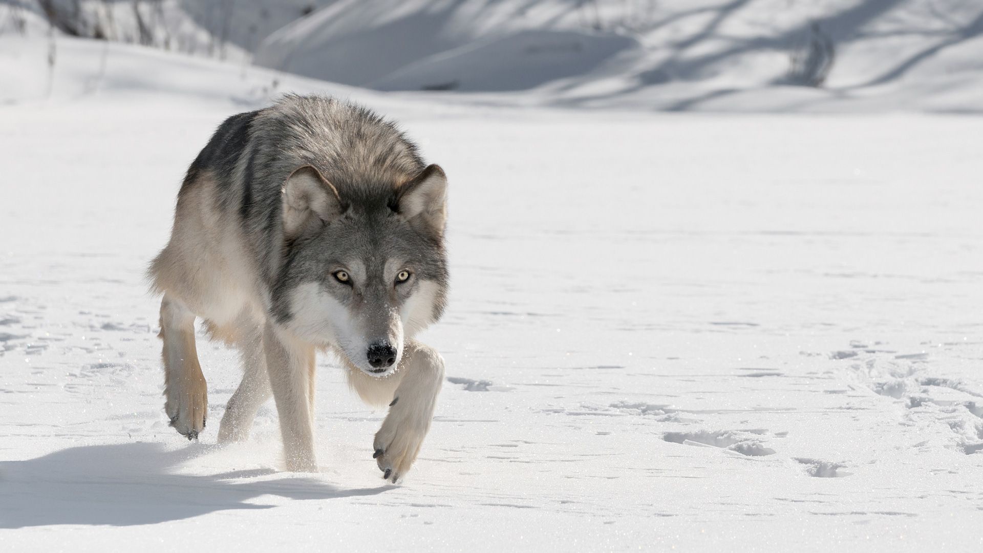 Descarga gratis la imagen Animales, Nieve, Lobo, Wolves en el escritorio de tu PC