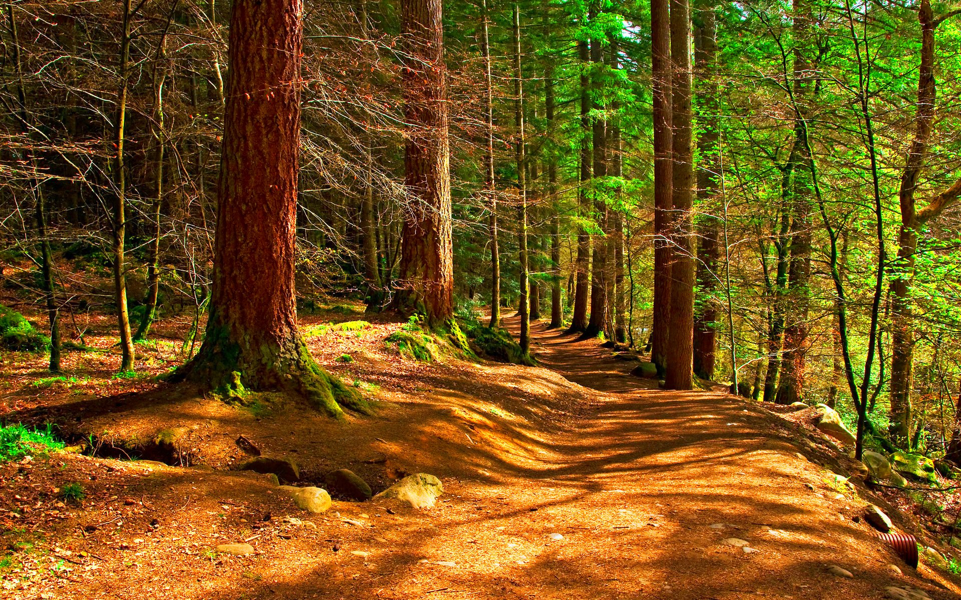 Baixar papel de parede para celular de Paisagem, Outono, Floresta, Árvore, Terra/natureza gratuito.