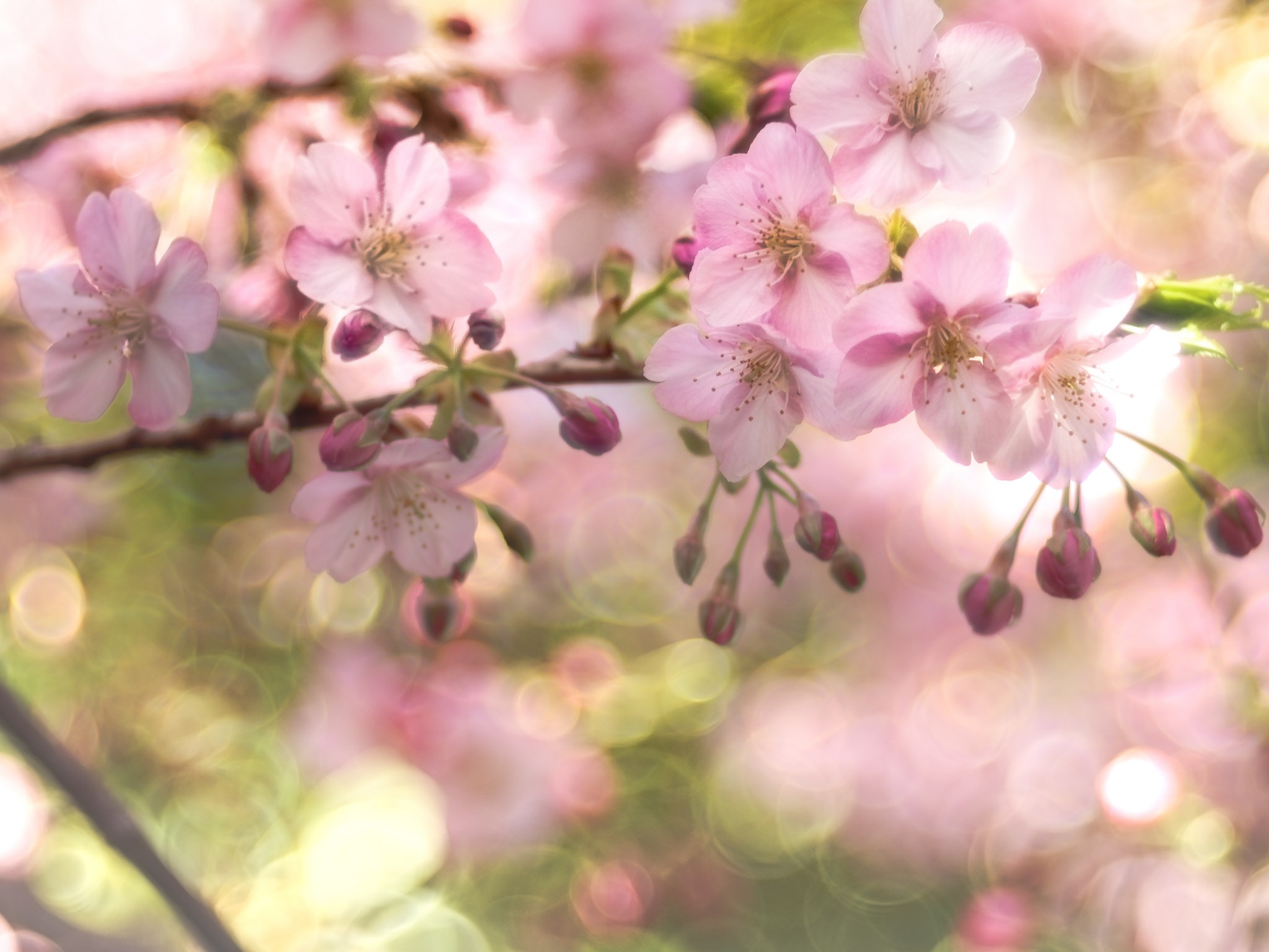 Free download wallpaper Nature, Flowers, Flower, Earth, Spring, Bokeh, Blossom, Pink Flower on your PC desktop