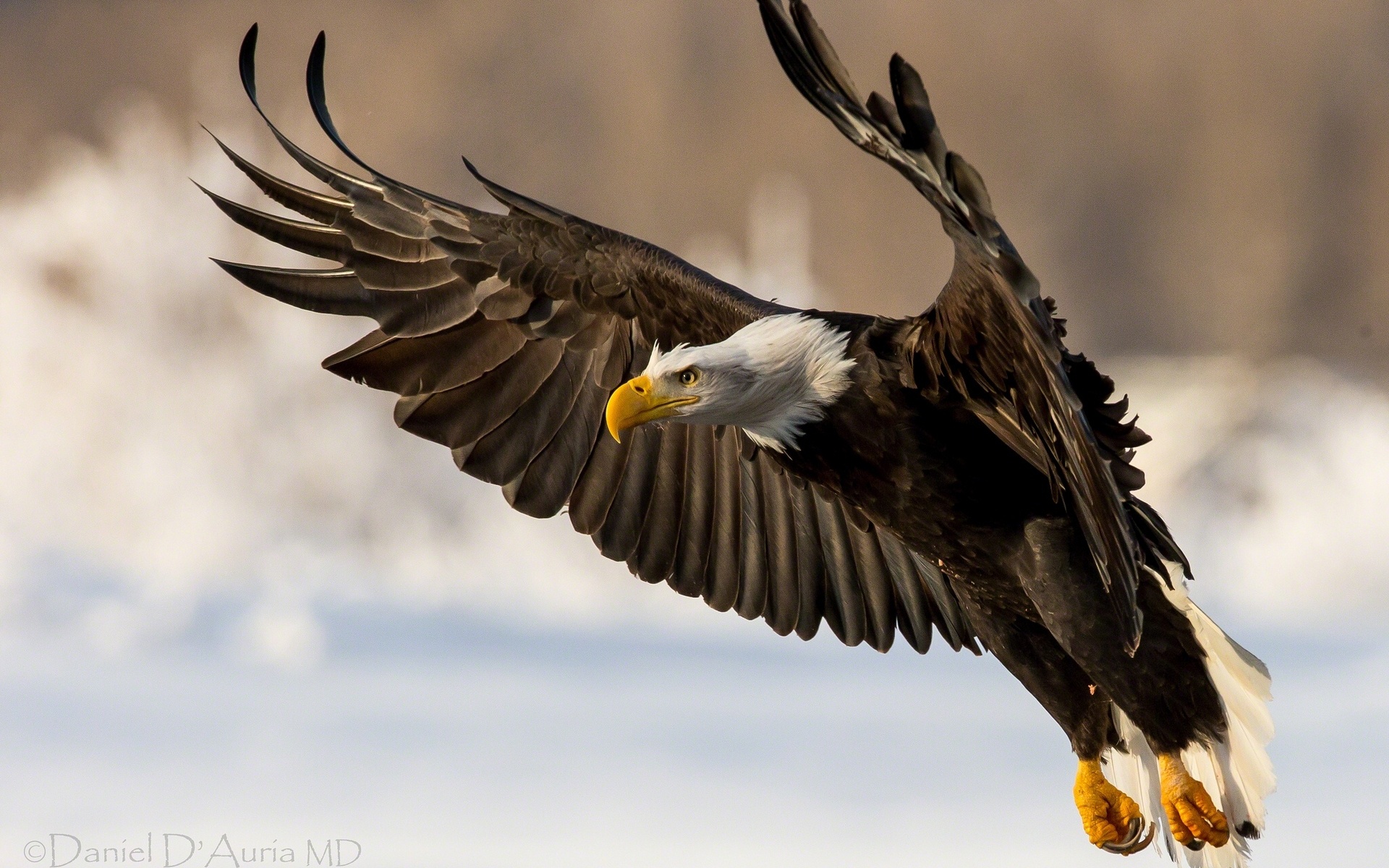 280453 descargar imagen animales, águila calva, aves: fondos de pantalla y protectores de pantalla gratis