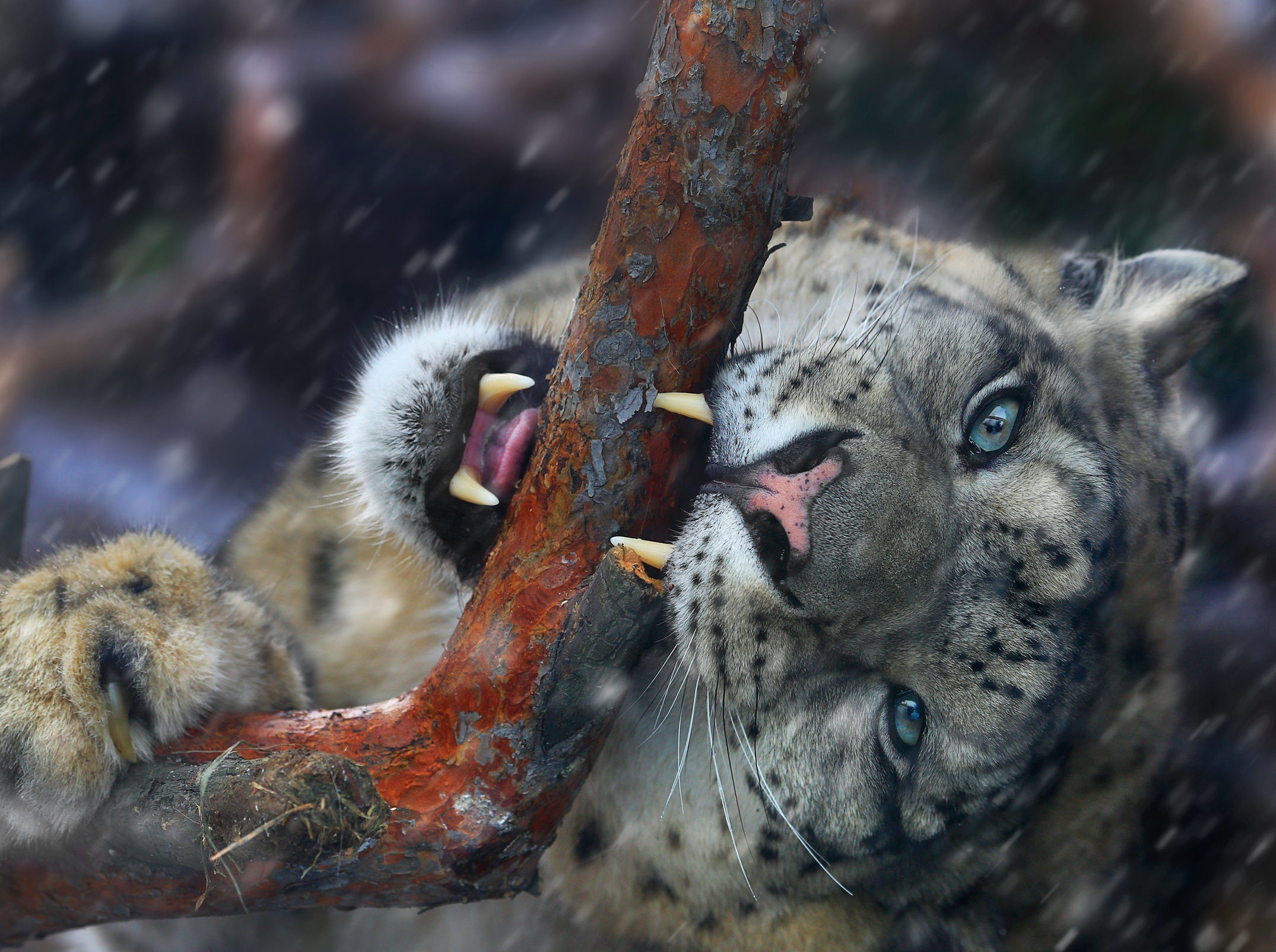Free download wallpaper Cats, Snow Leopard, Fangs, Animal on your PC desktop