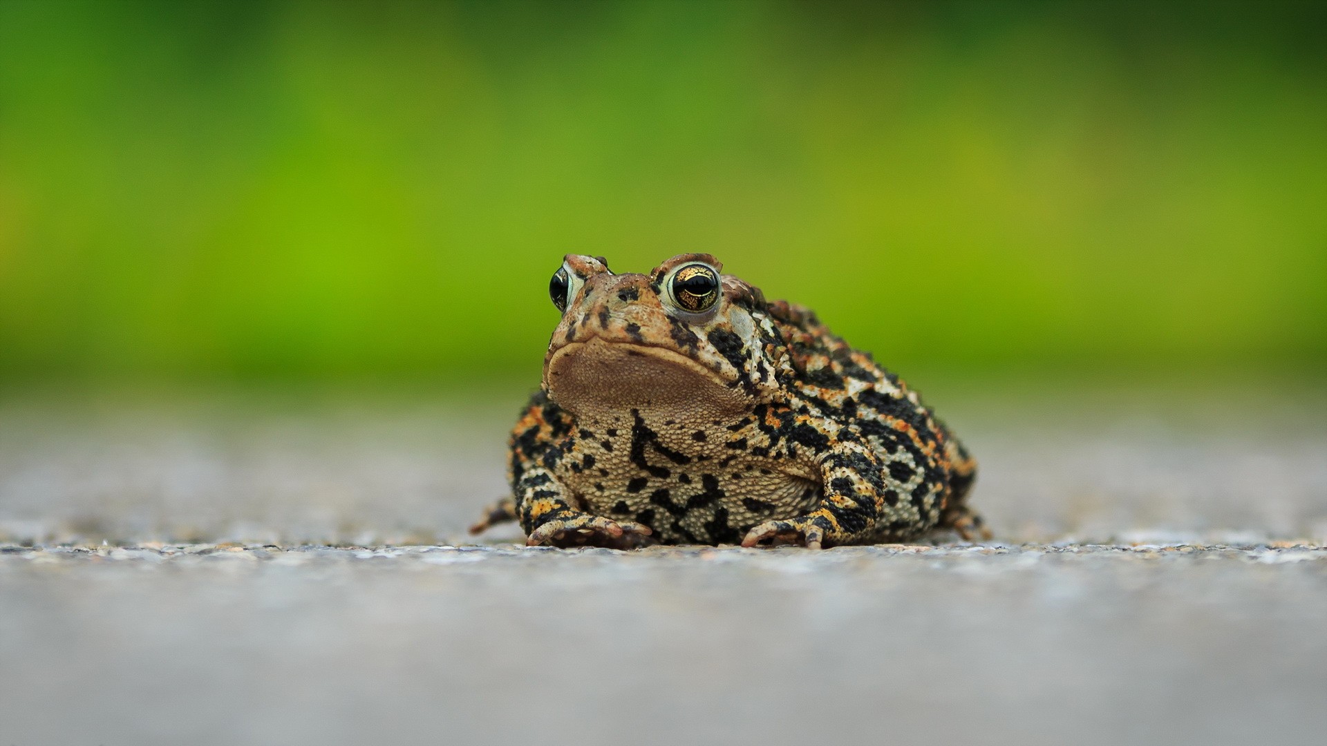 Download mobile wallpaper Macro, Animal, Toad for free.