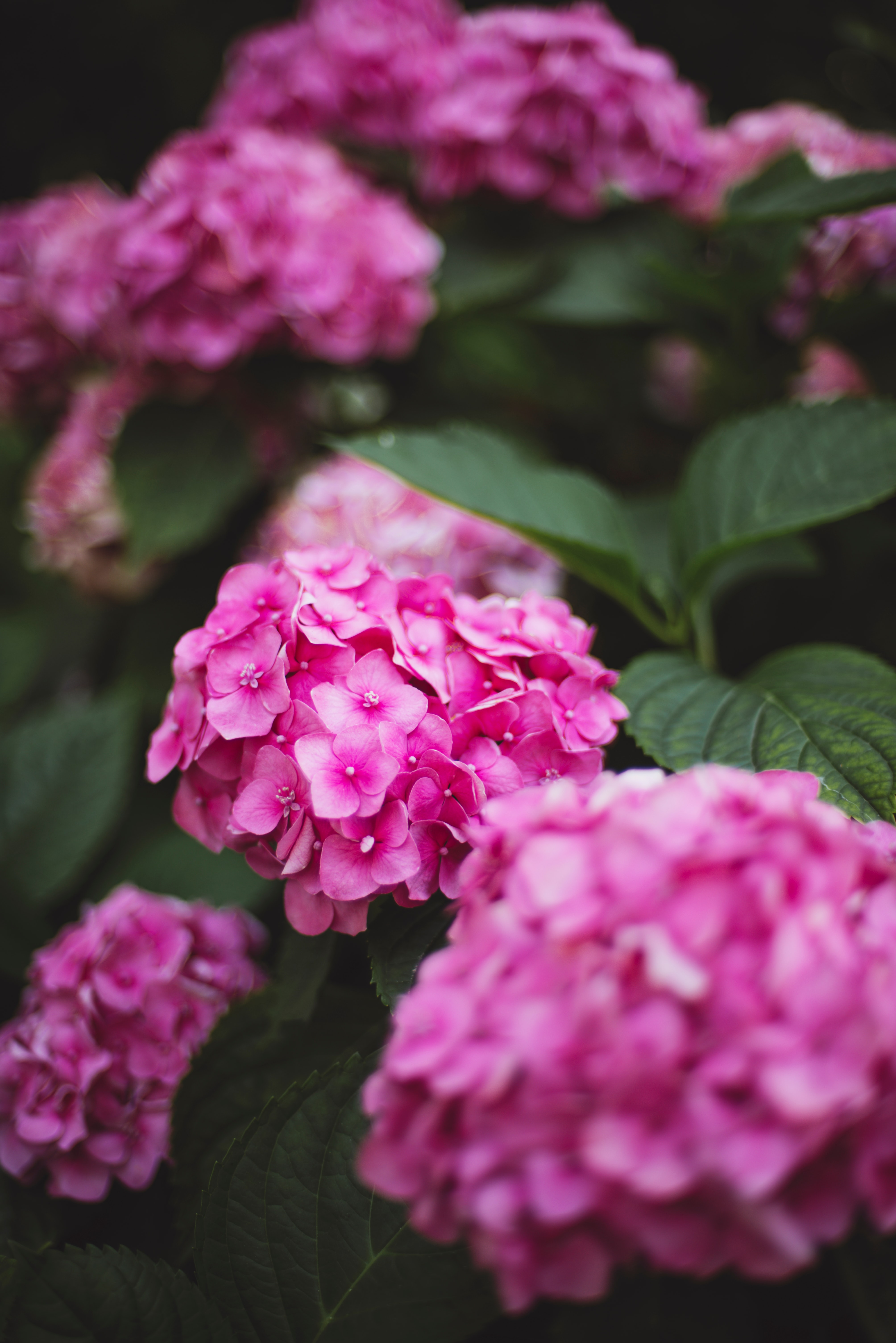 Free download wallpaper Flowers, Pink, Flowering, Hydrangea, Bloom on your PC desktop