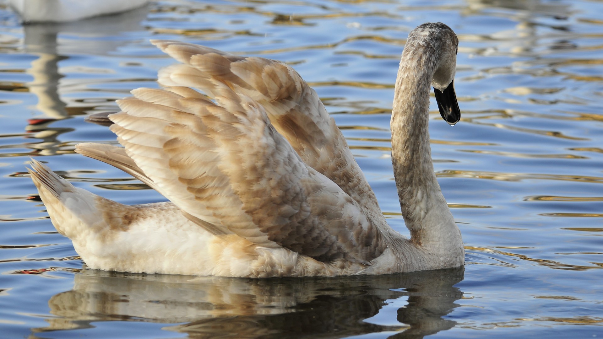 Download mobile wallpaper Birds, Animal, Swan for free.