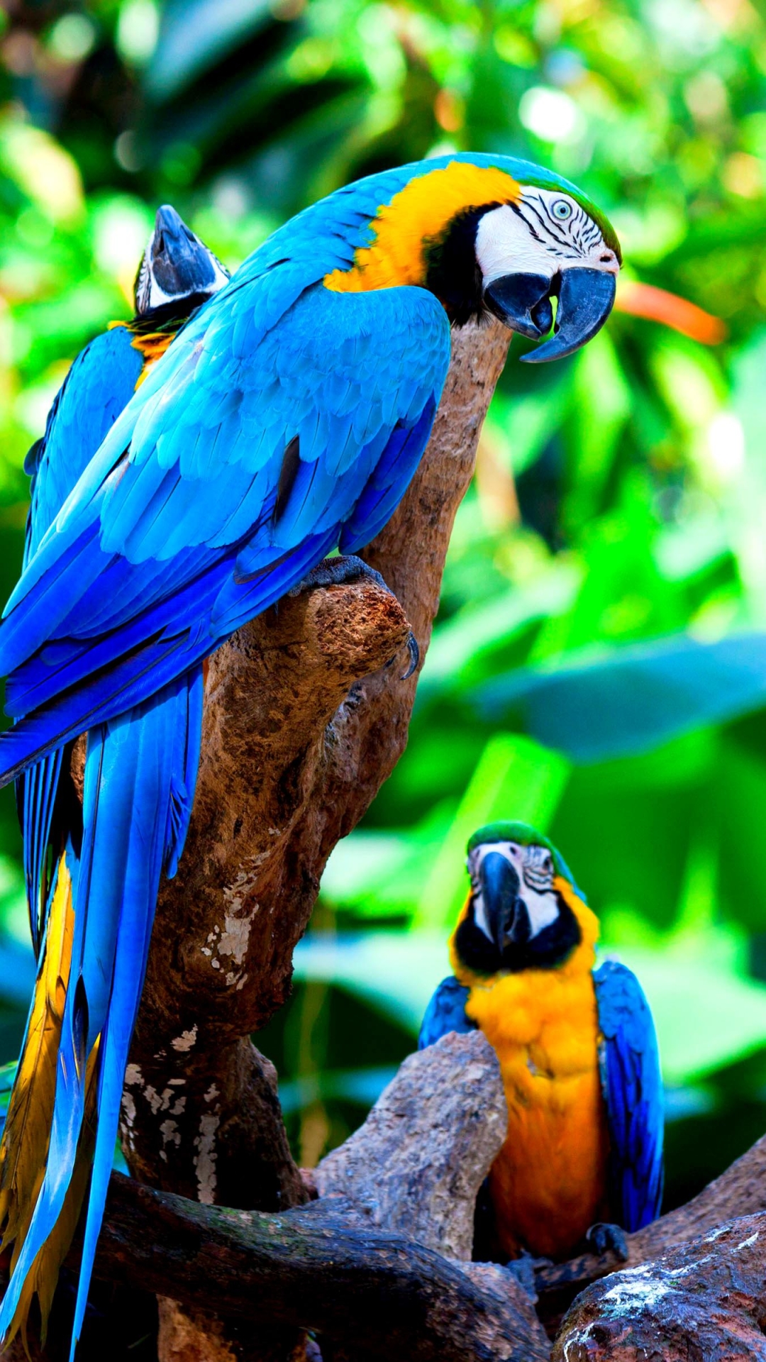 Download mobile wallpaper Birds, Bird, Animal, Colorful, Macaw, Blue And Yellow Macaw for free.
