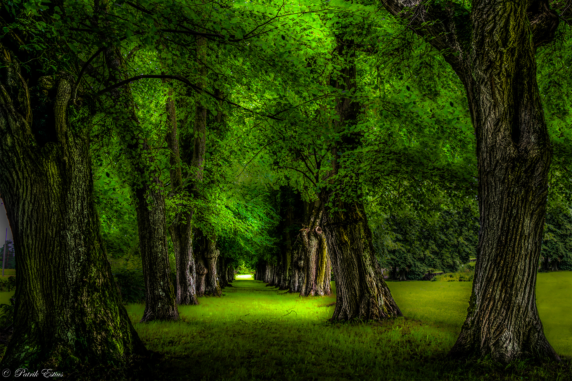 Download mobile wallpaper Trees, Park, Tree, Earth, Path, Tree Lined for free.