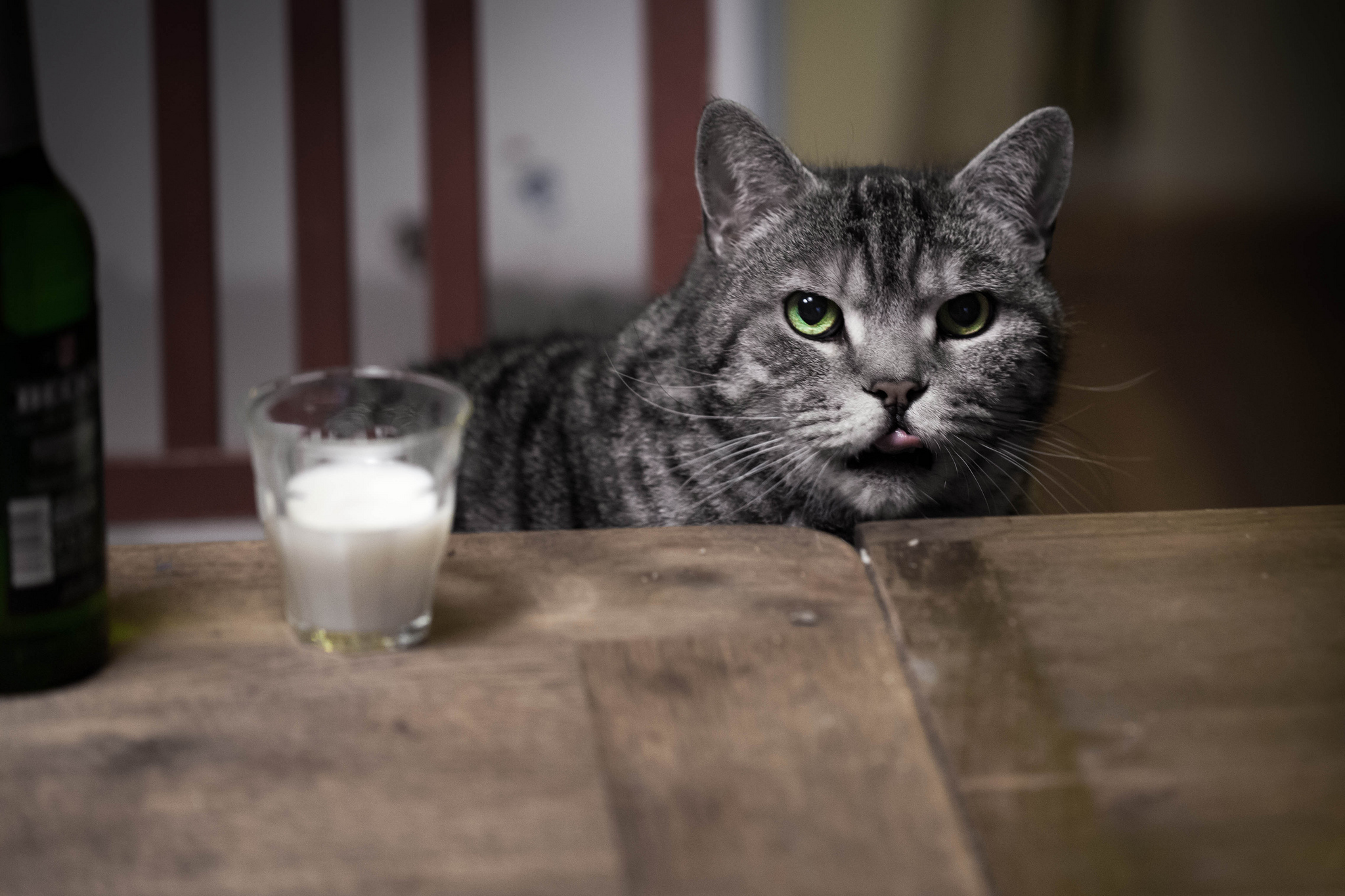 Baixe gratuitamente a imagem Animais, Gatos, Gato na área de trabalho do seu PC