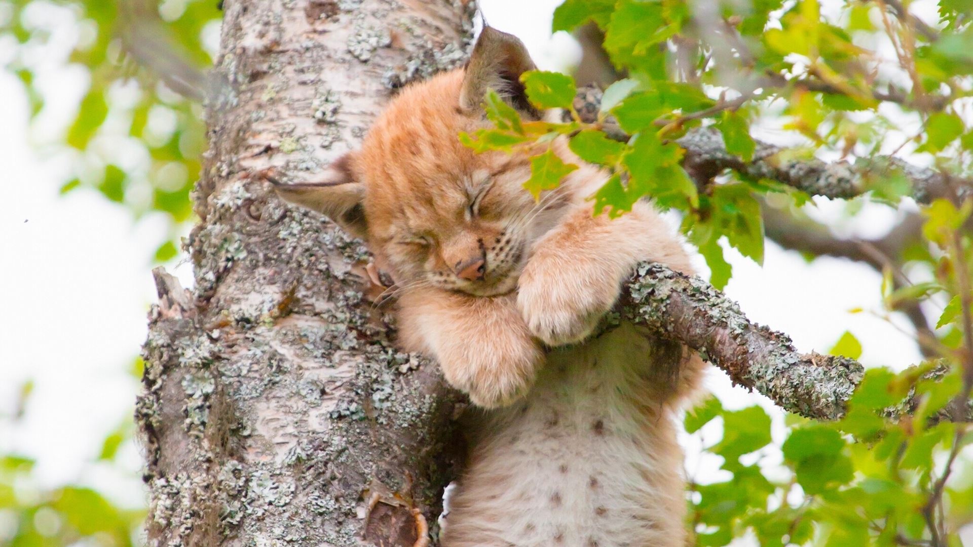 Download mobile wallpaper Cats, Tree, Animal, Sleeping, Cute, Lynx for free.