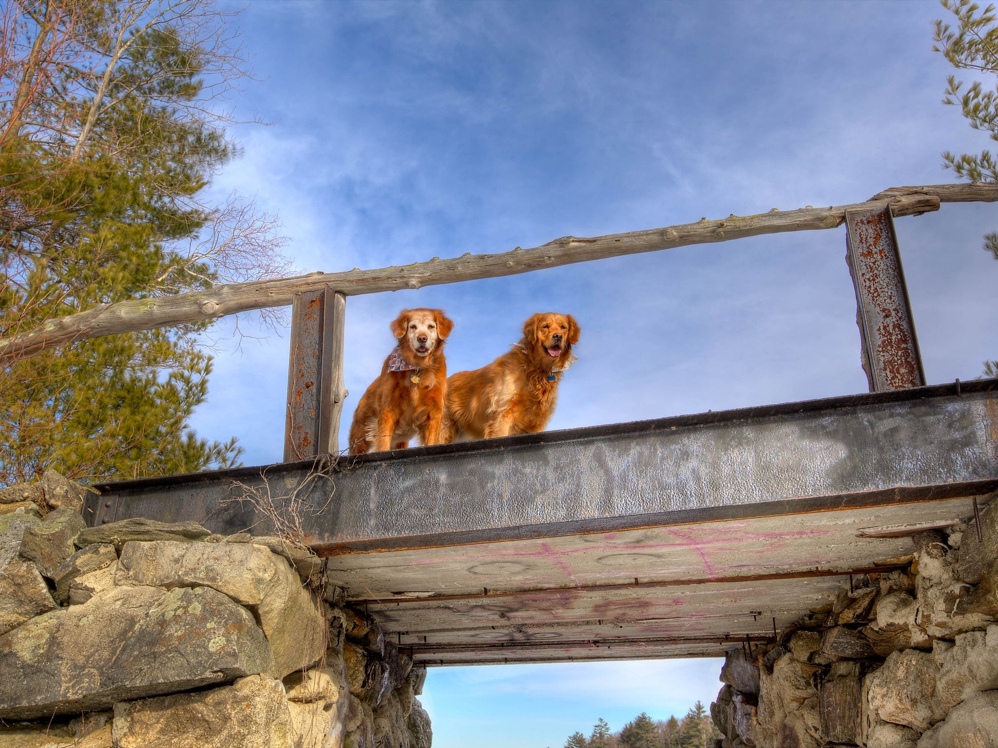 Handy-Wallpaper Hunde, Tiere, Sky, Paar, Brücke kostenlos herunterladen.