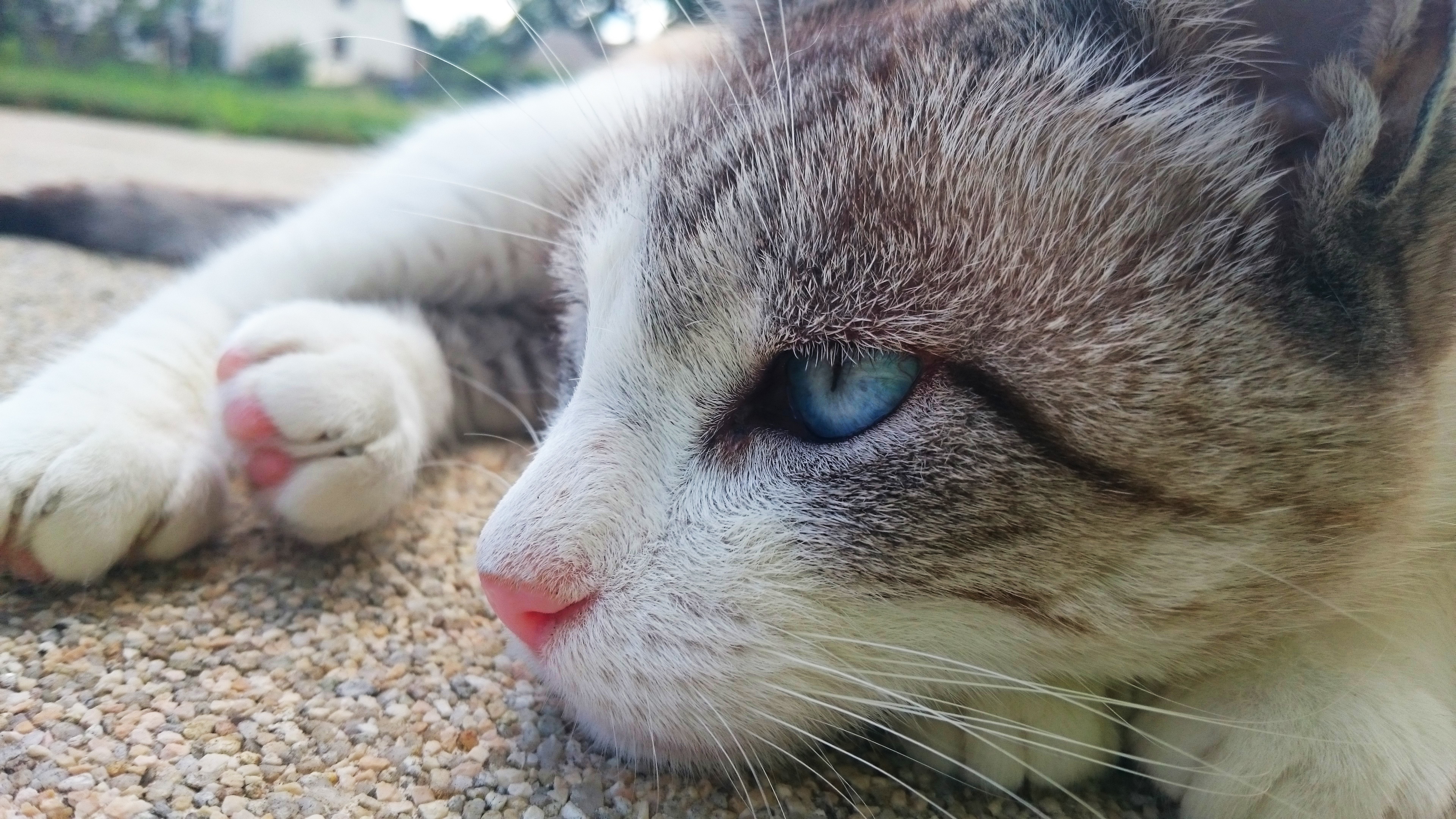 Baixe gratuitamente a imagem Animais, Gatos, Gato na área de trabalho do seu PC