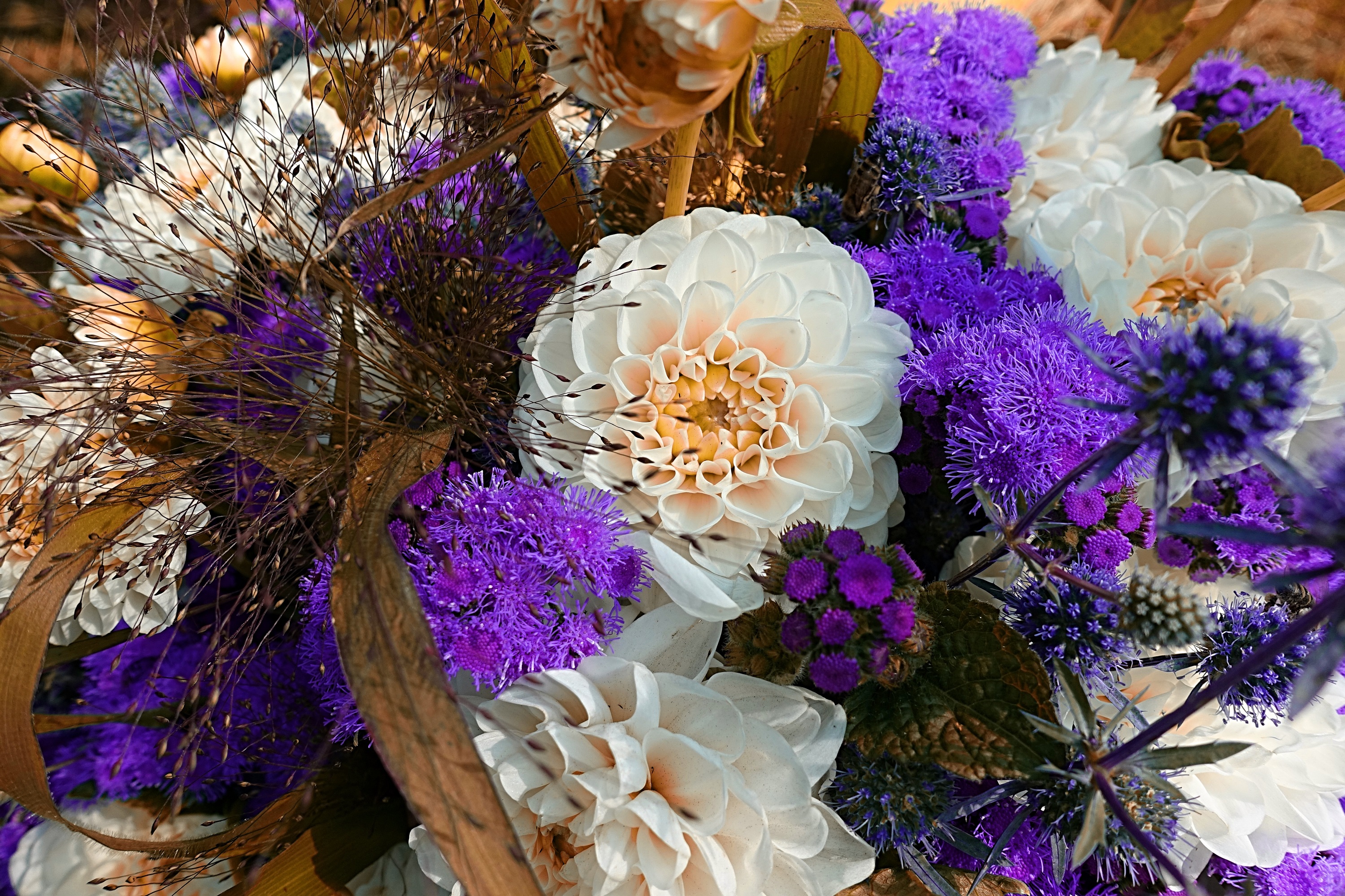 Laden Sie das Natur, Blumen, Blume, Dahlien, Erde/natur-Bild kostenlos auf Ihren PC-Desktop herunter