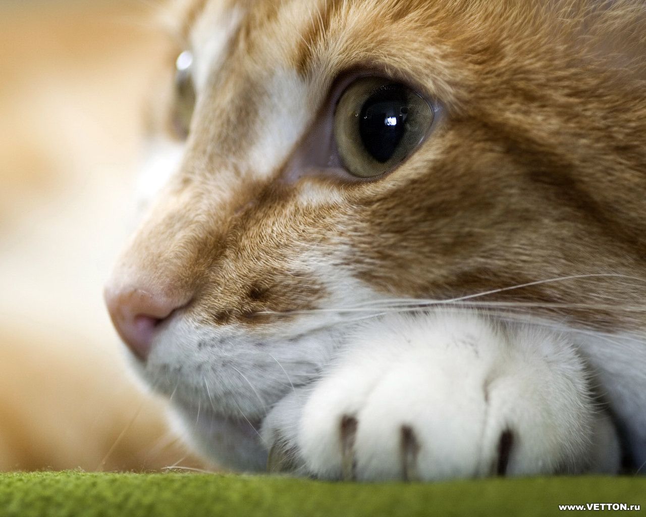 Handy-Wallpaper Tiere, Katzen kostenlos herunterladen.