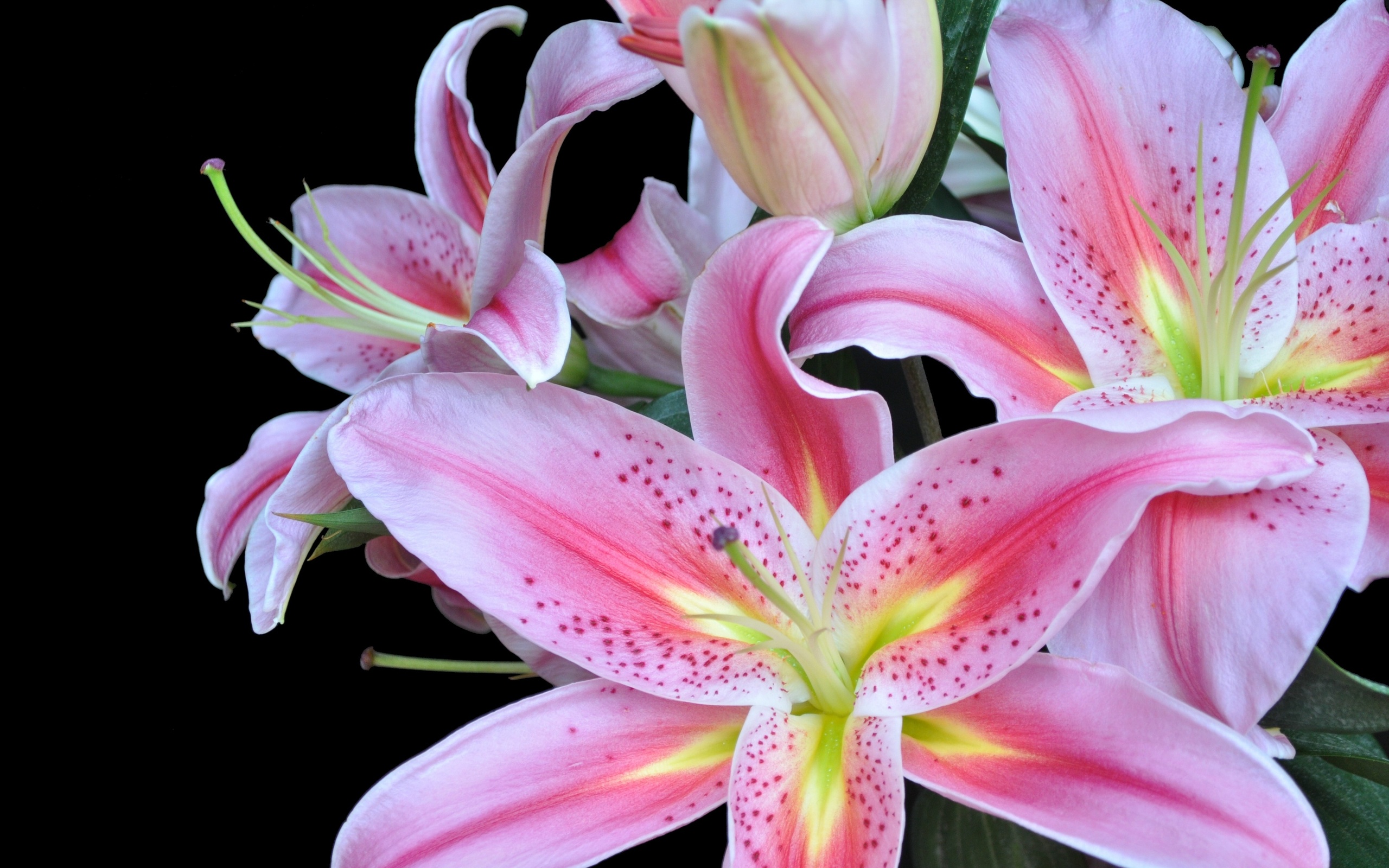 Laden Sie das Blumen, Blume, Lilie, Erde/natur-Bild kostenlos auf Ihren PC-Desktop herunter