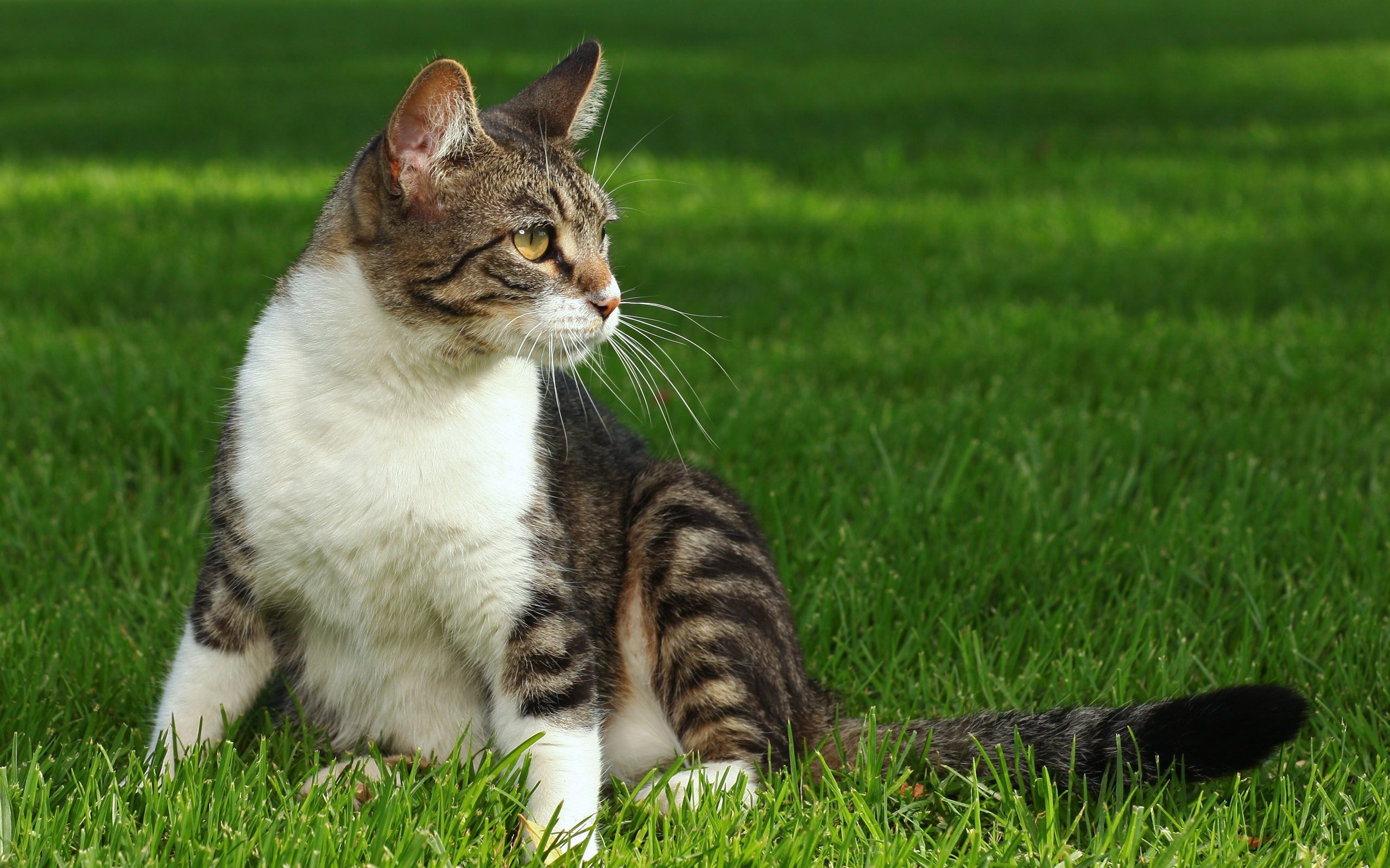 Baixar papel de parede para celular de Gato, Gatos, Animais gratuito.