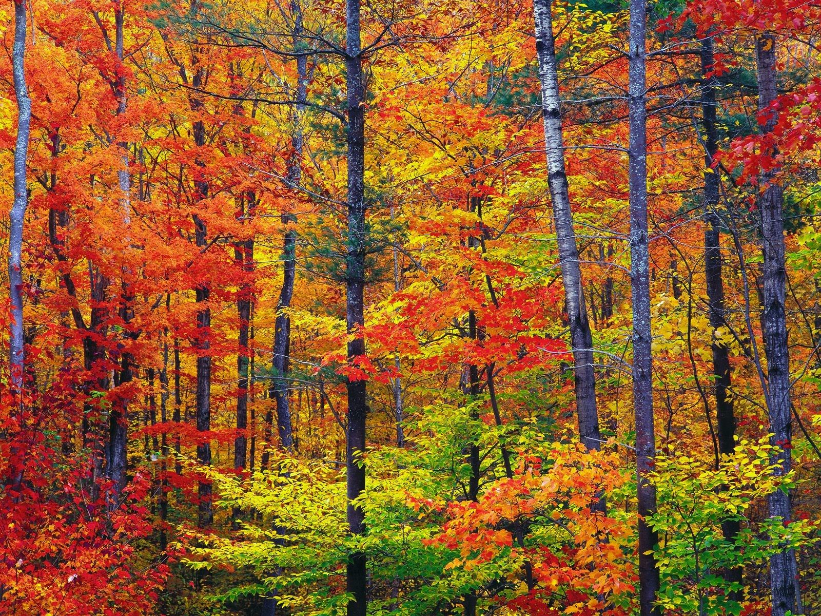 1077149 descargar imagen vistoso, naturaleza, tierra/naturaleza, otoño, árbol: fondos de pantalla y protectores de pantalla gratis