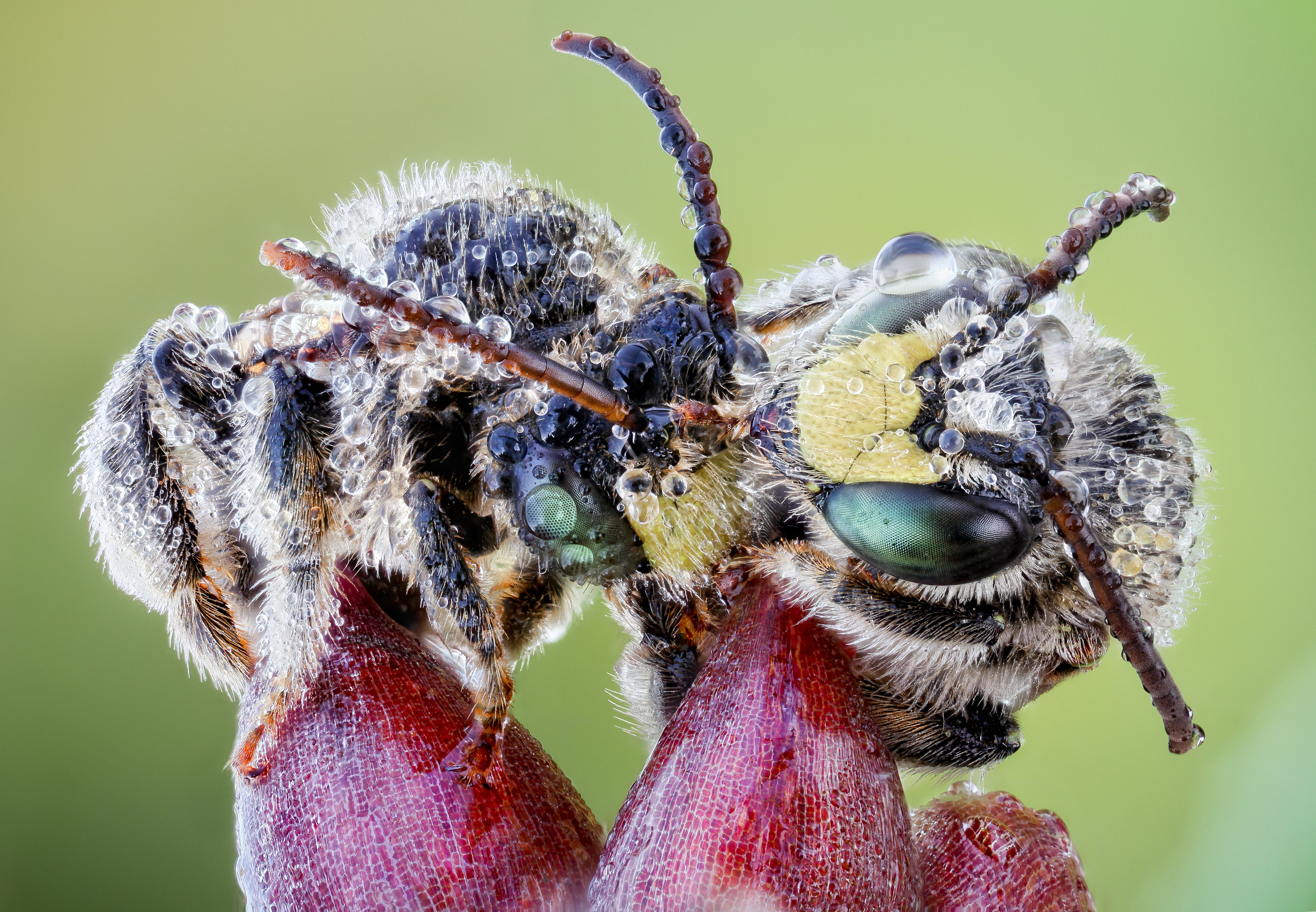 Descarga gratuita de fondo de pantalla para móvil de Animales, Insecto.