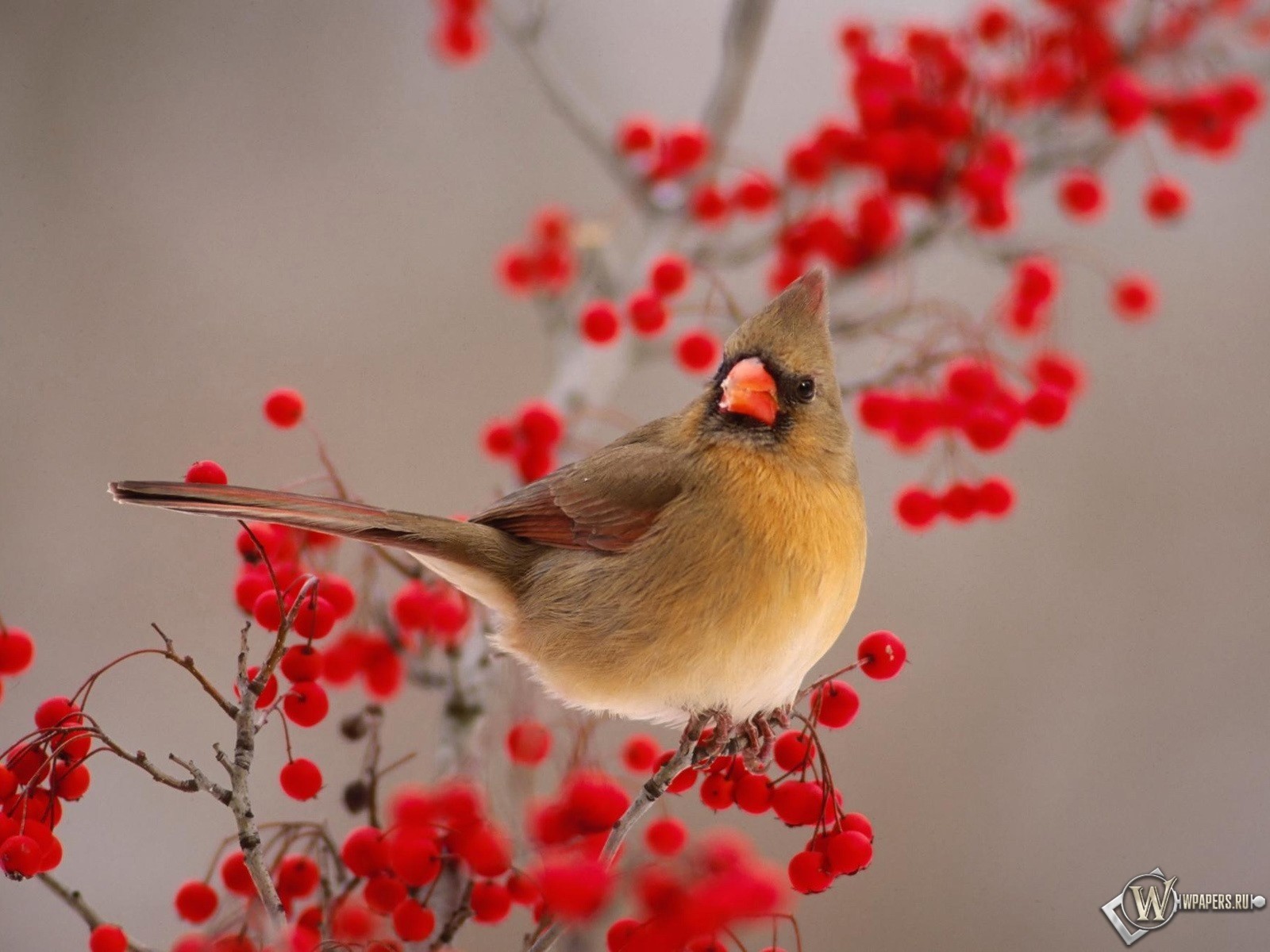 Download mobile wallpaper Berry, Animal, Cardinal, Northern Cardinal for free.