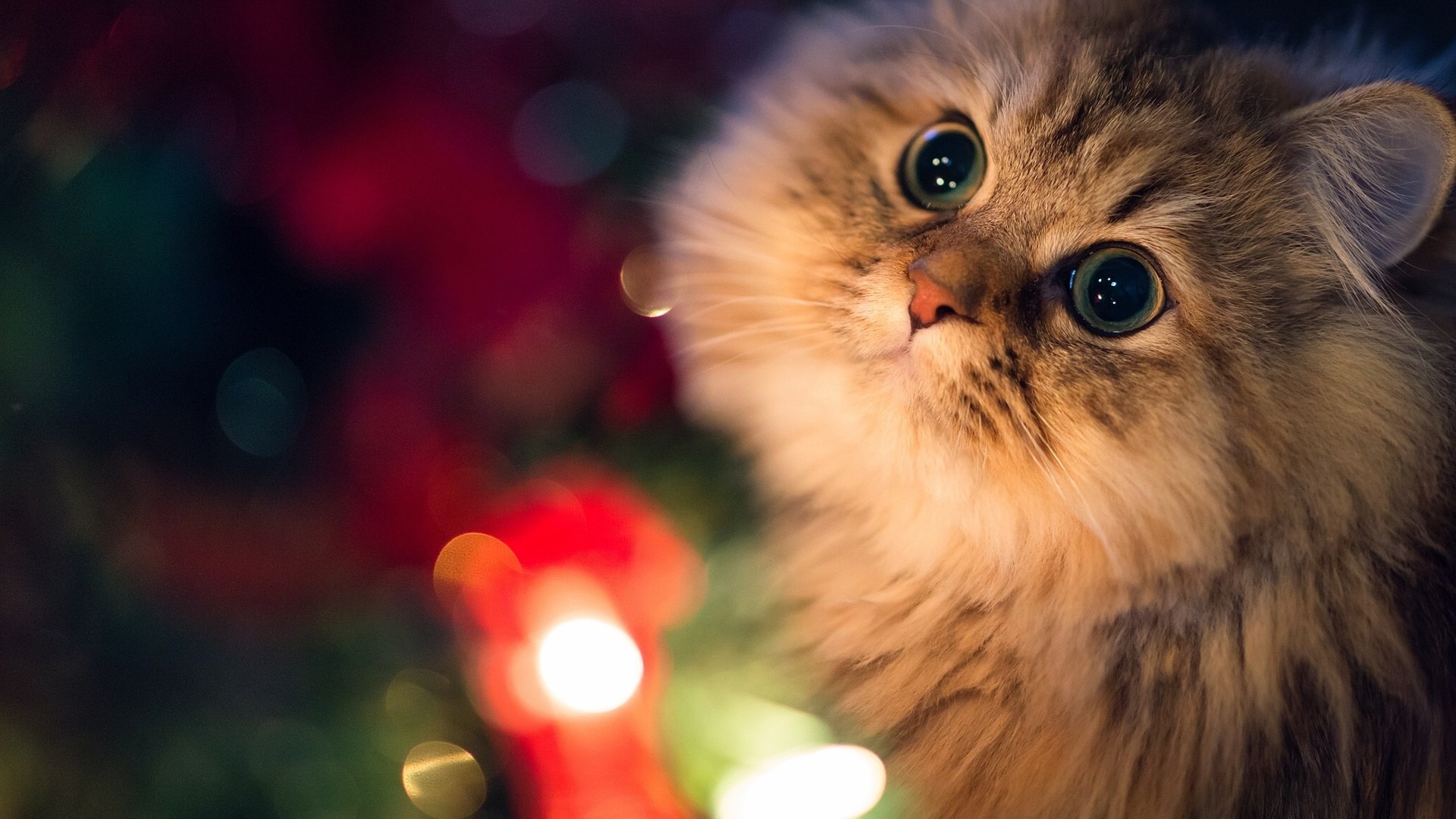 Free download wallpaper Cat, Animal on your PC desktop