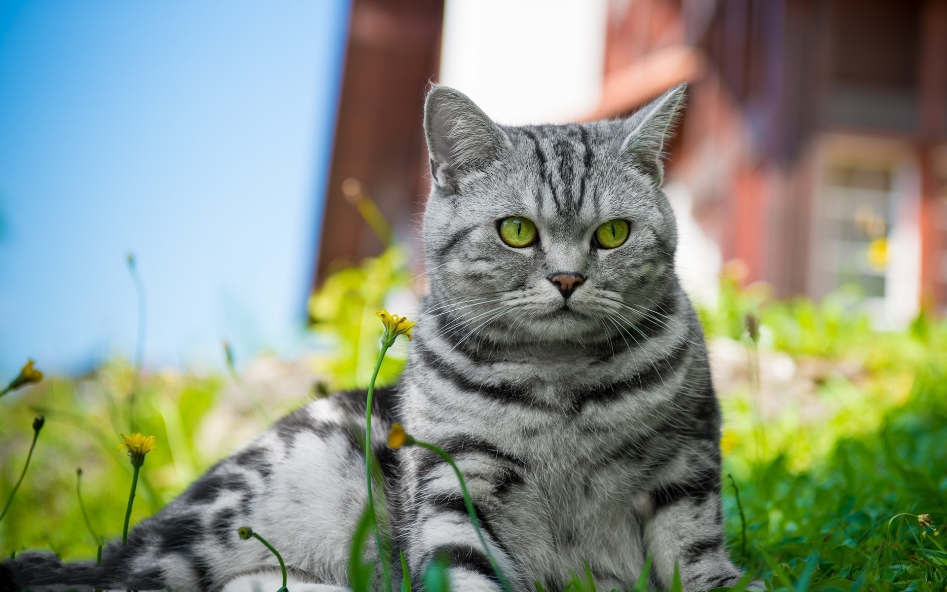 Téléchargez gratuitement l'image Animaux, Chats, Chat sur le bureau de votre PC