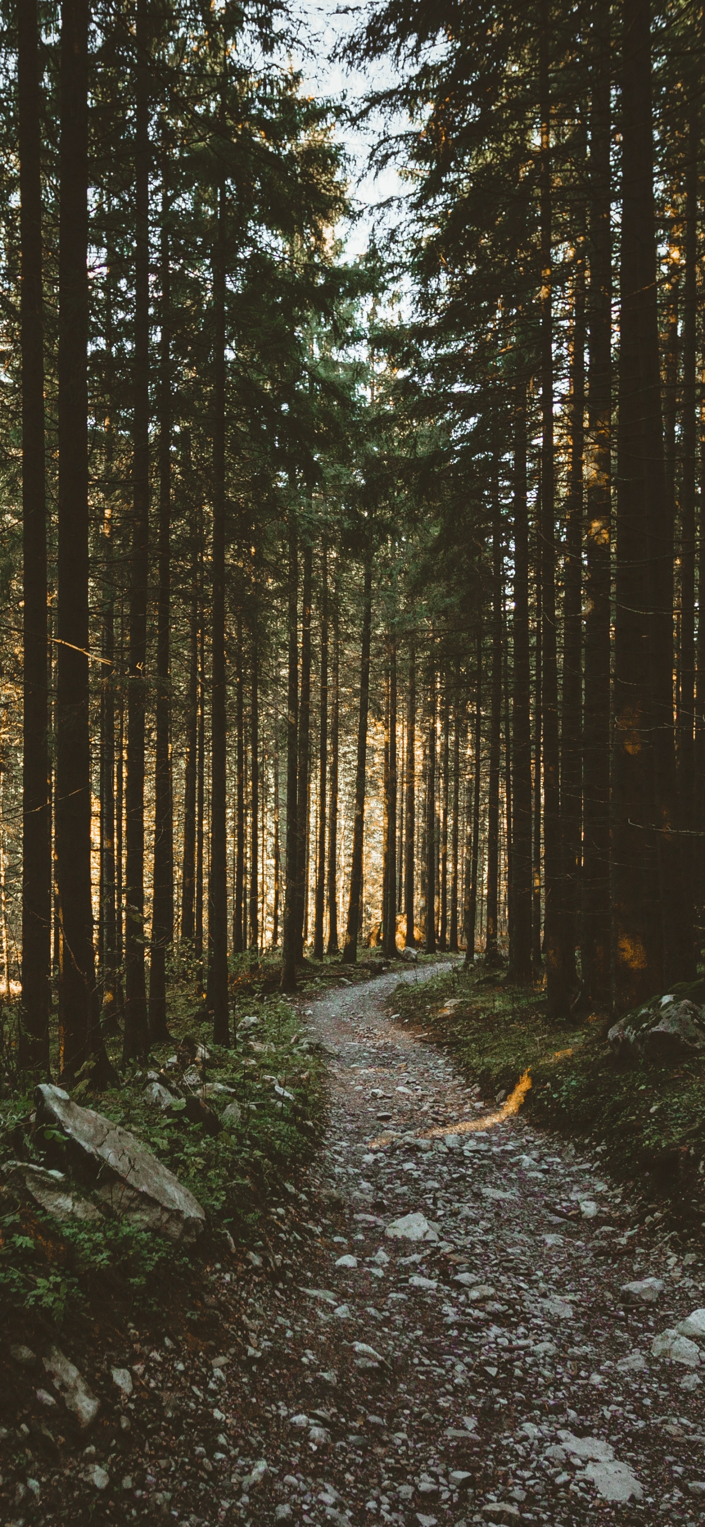 Download mobile wallpaper Nature, Forest, Earth, Path for free.