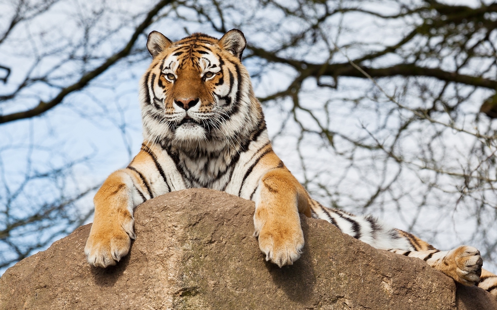 Baixar papel de parede para celular de Gatos, Animais, Tigre gratuito.