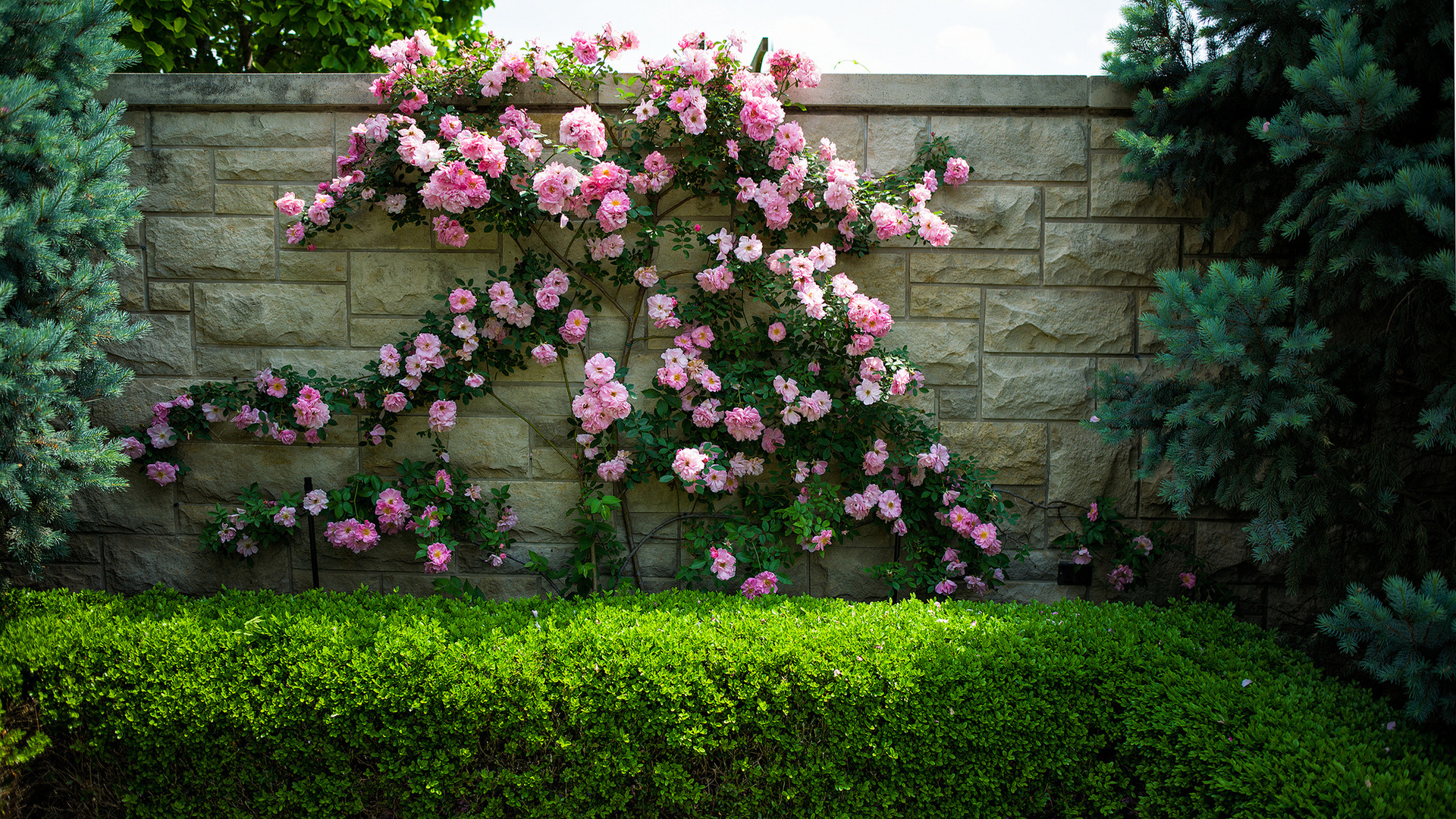 270348 baixar papel de parede arbusto de rosas, terra/natureza, flor, jardim, natureza, flores - protetores de tela e imagens gratuitamente