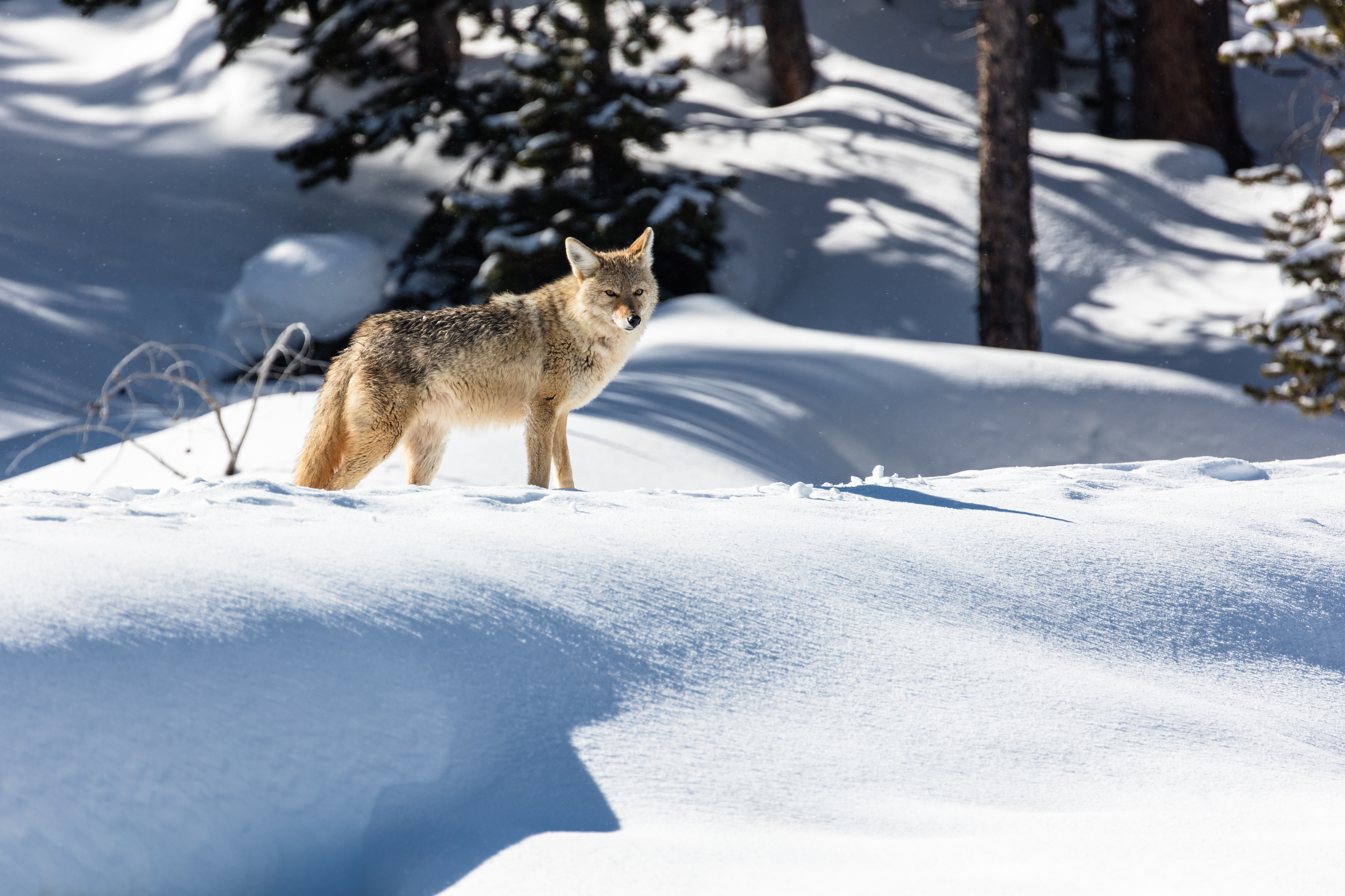 Download mobile wallpaper Snow, Animals, Predator, Grey, Wolf for free.