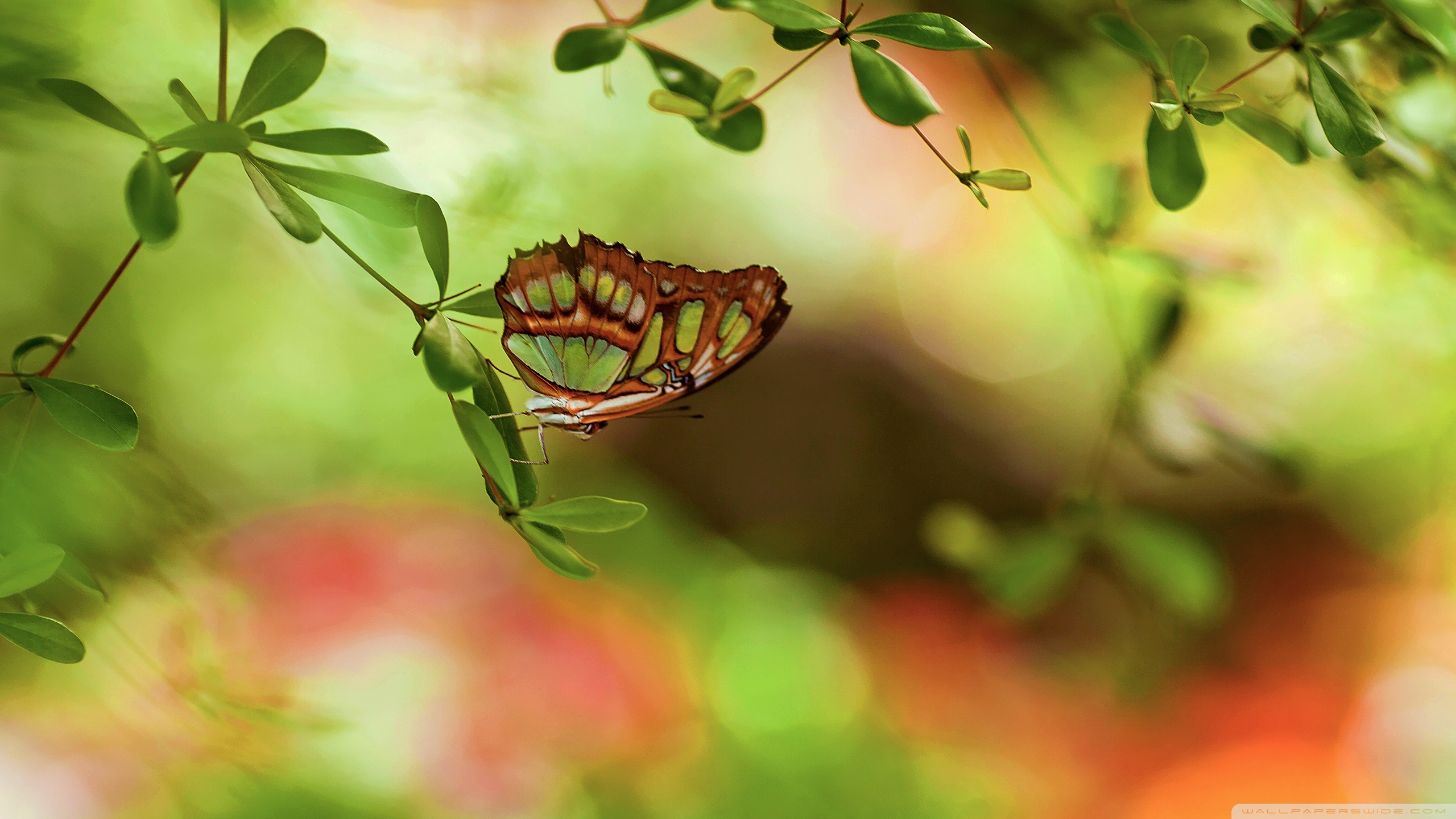 Laden Sie das Tiere, Schmetterlinge-Bild kostenlos auf Ihren PC-Desktop herunter