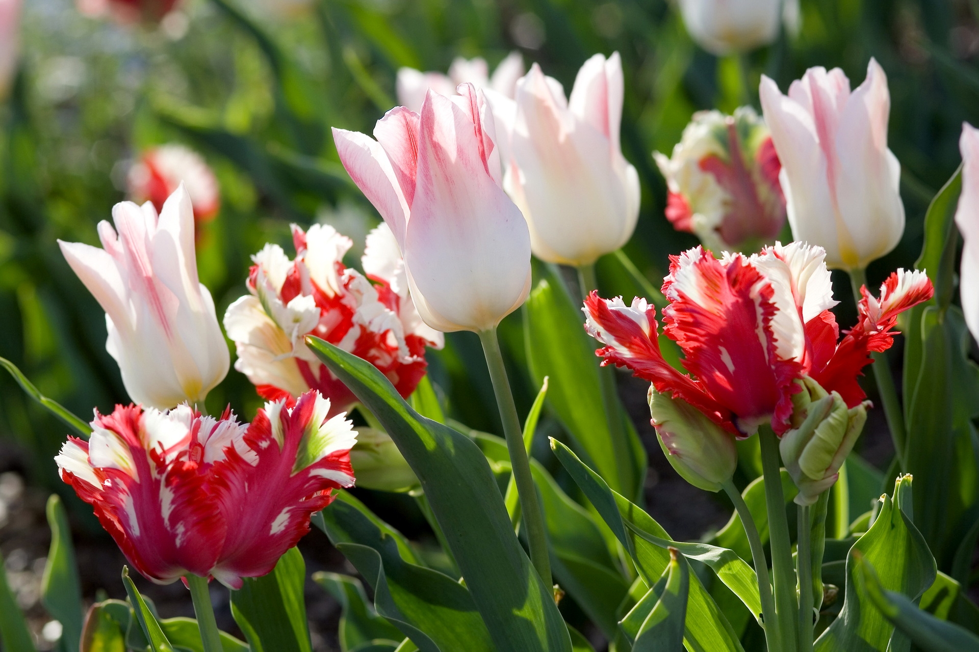 52893 baixar papel de parede flores, tulipas, verdes, verdura, ensolarado, variegado, mosqueado - protetores de tela e imagens gratuitamente