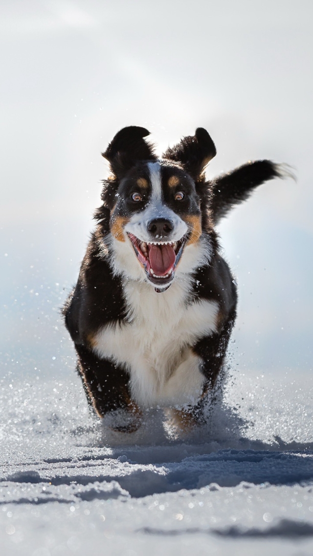 Download mobile wallpaper Dogs, Snow, Dog, Animal, Bernese Mountain Dog, Sennenhund for free.