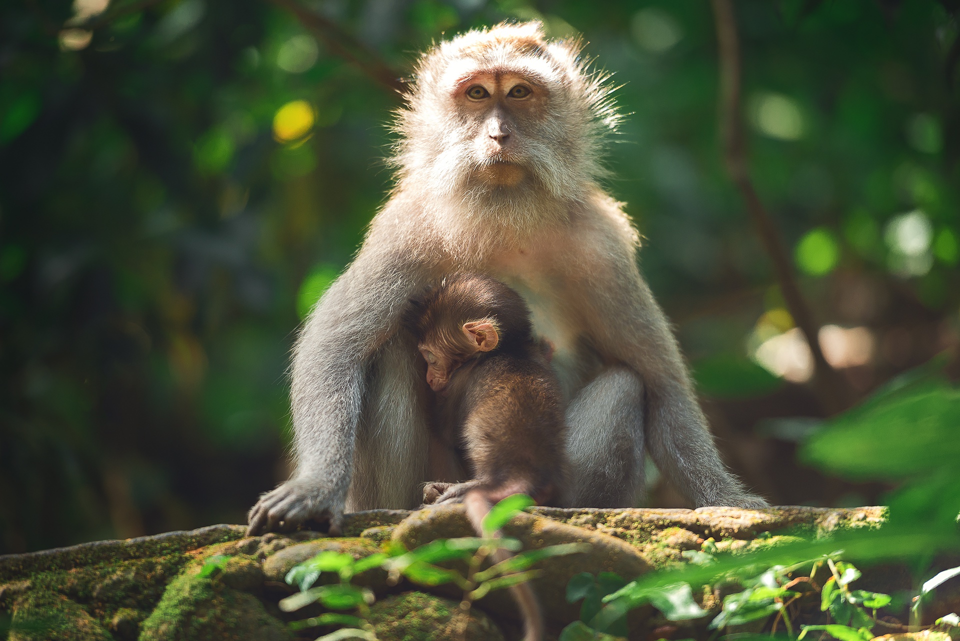 無料モバイル壁紙動物, サル, 猿, 霊長類, 赤ちゃん動物をダウンロードします。