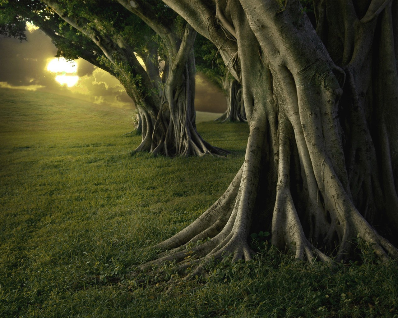 Descarga gratis la imagen Árbol, Tierra/naturaleza en el escritorio de tu PC